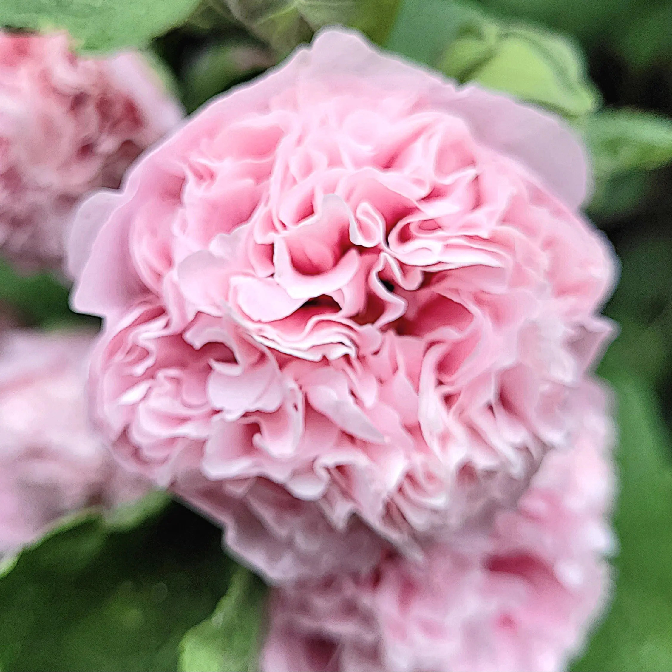 Malwa pełna Chater’s Light Pink (Eva w Ogrodzie) - obrazek 2