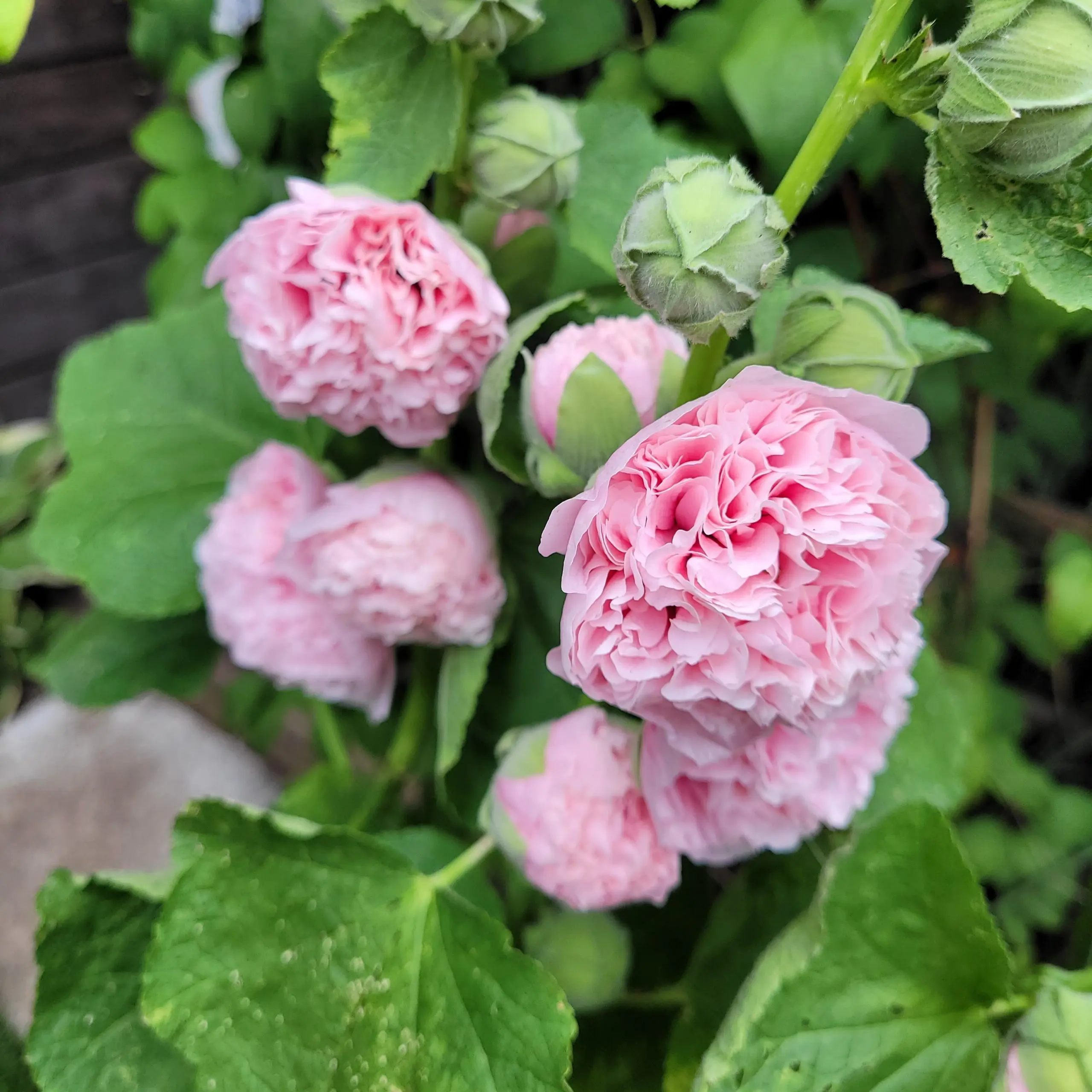 Malwa pełna Chater’s Light Pink (Eva w Ogrodzie) - obrazek 3