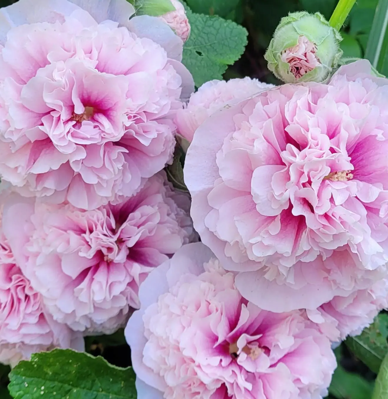 Malwa pełna Chater’s Light Pink (Eva w Ogrodzie) - obrazek 4