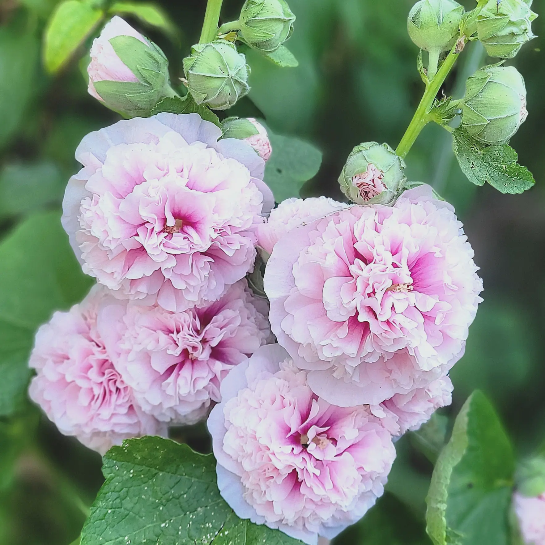 Malwa pełna Chater’s Light Pink (Eva w Ogrodzie)