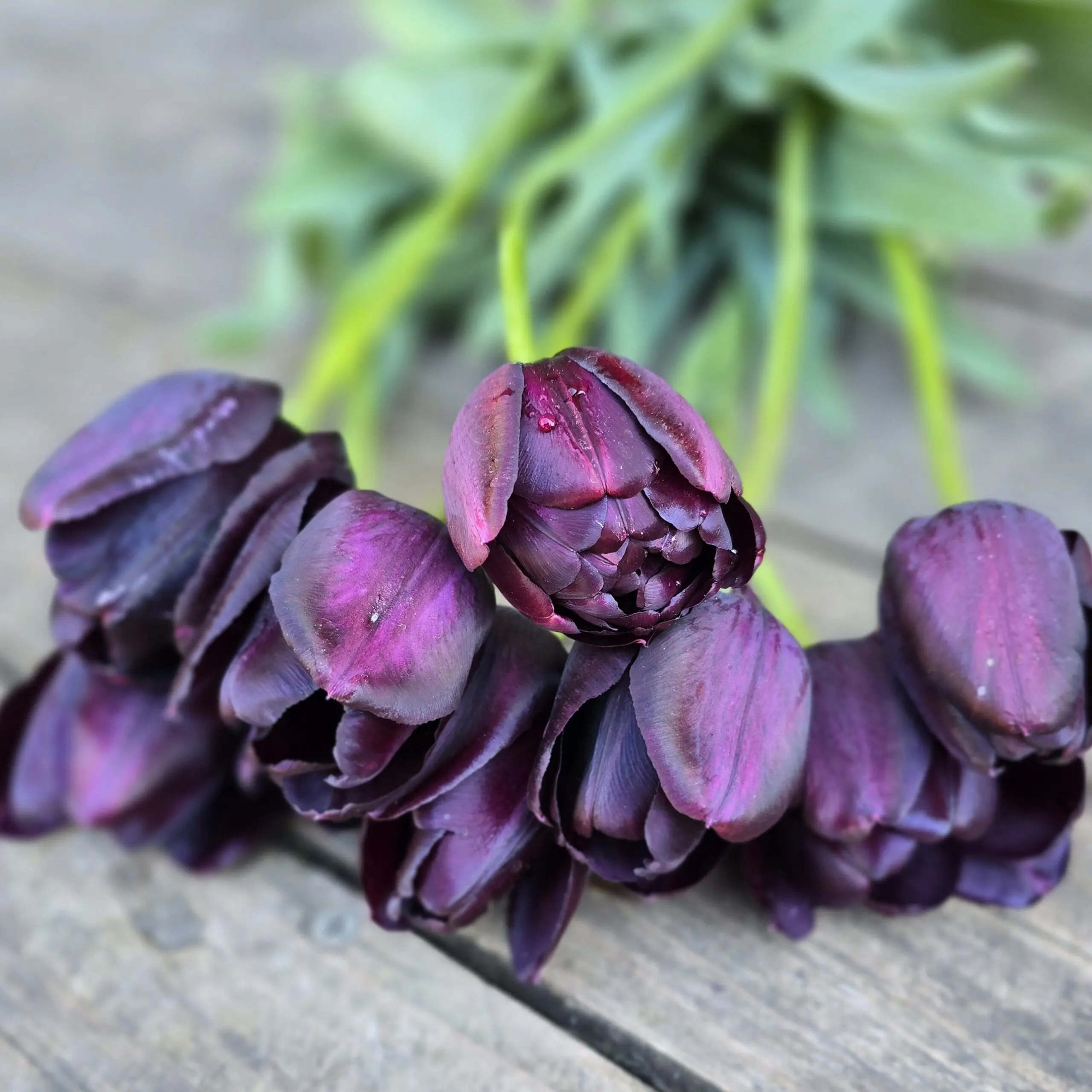 Tulipan Paul Scherer - obrazek 2