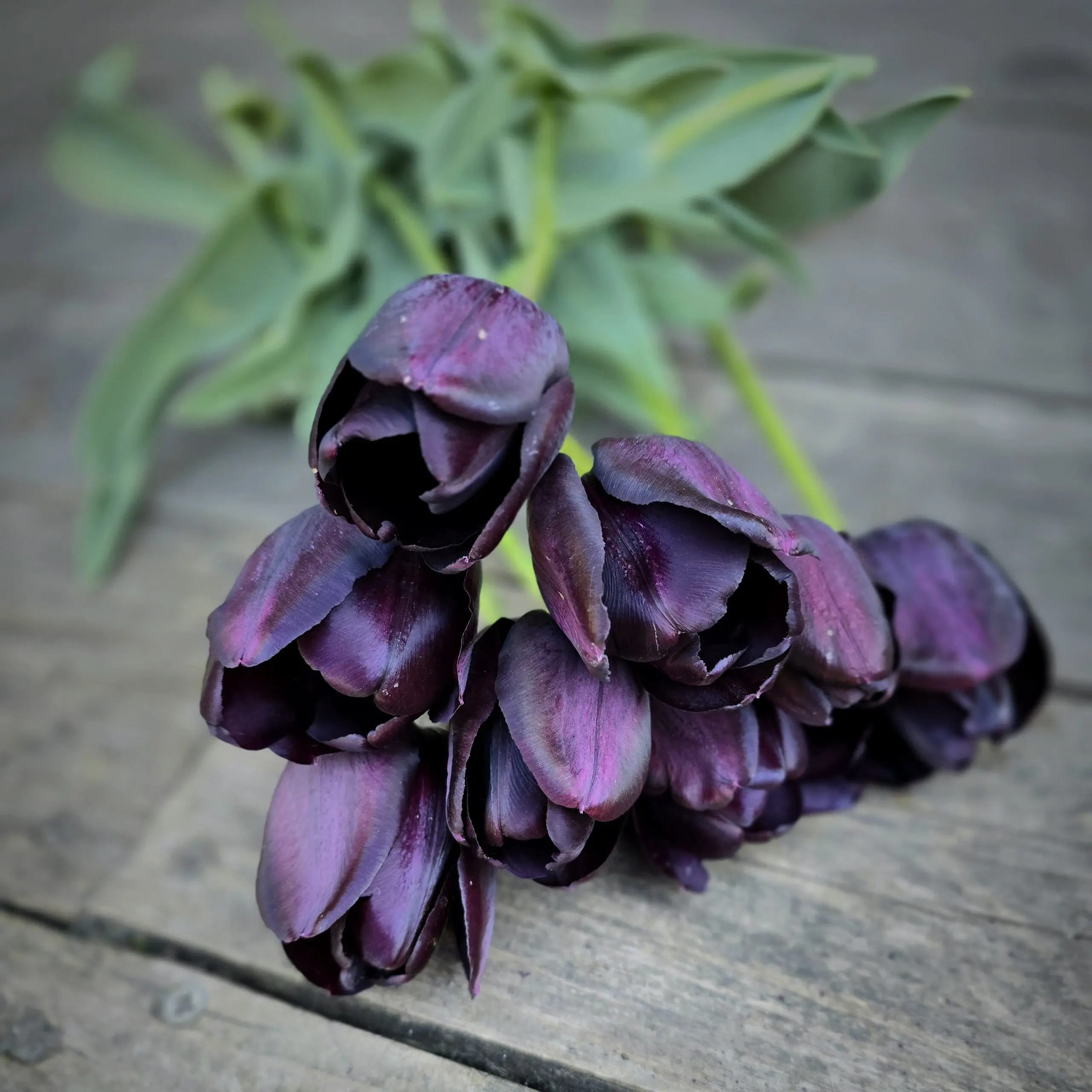 Tulipan Paul Scherer