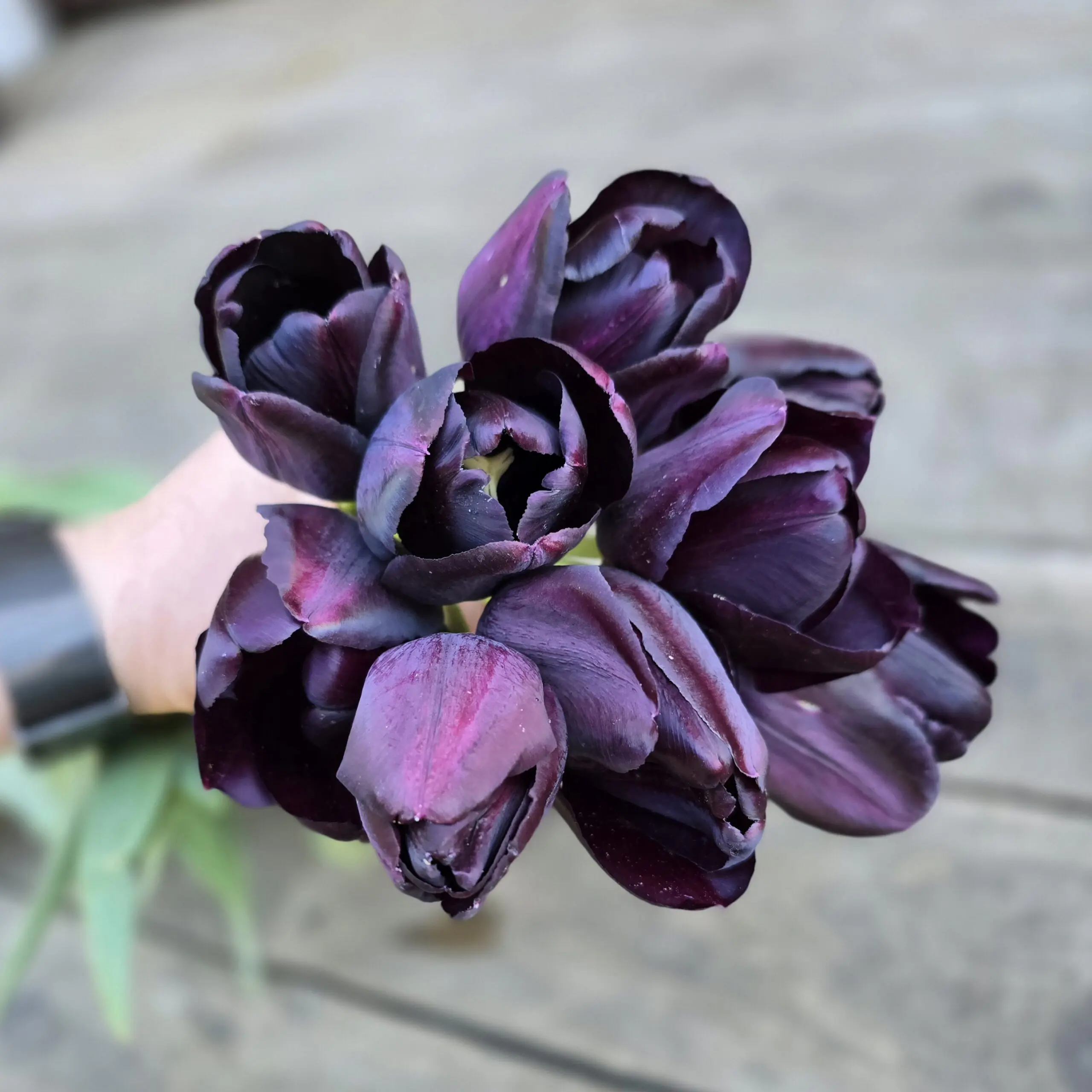 Tulipan Paul Scherer - obrazek 4