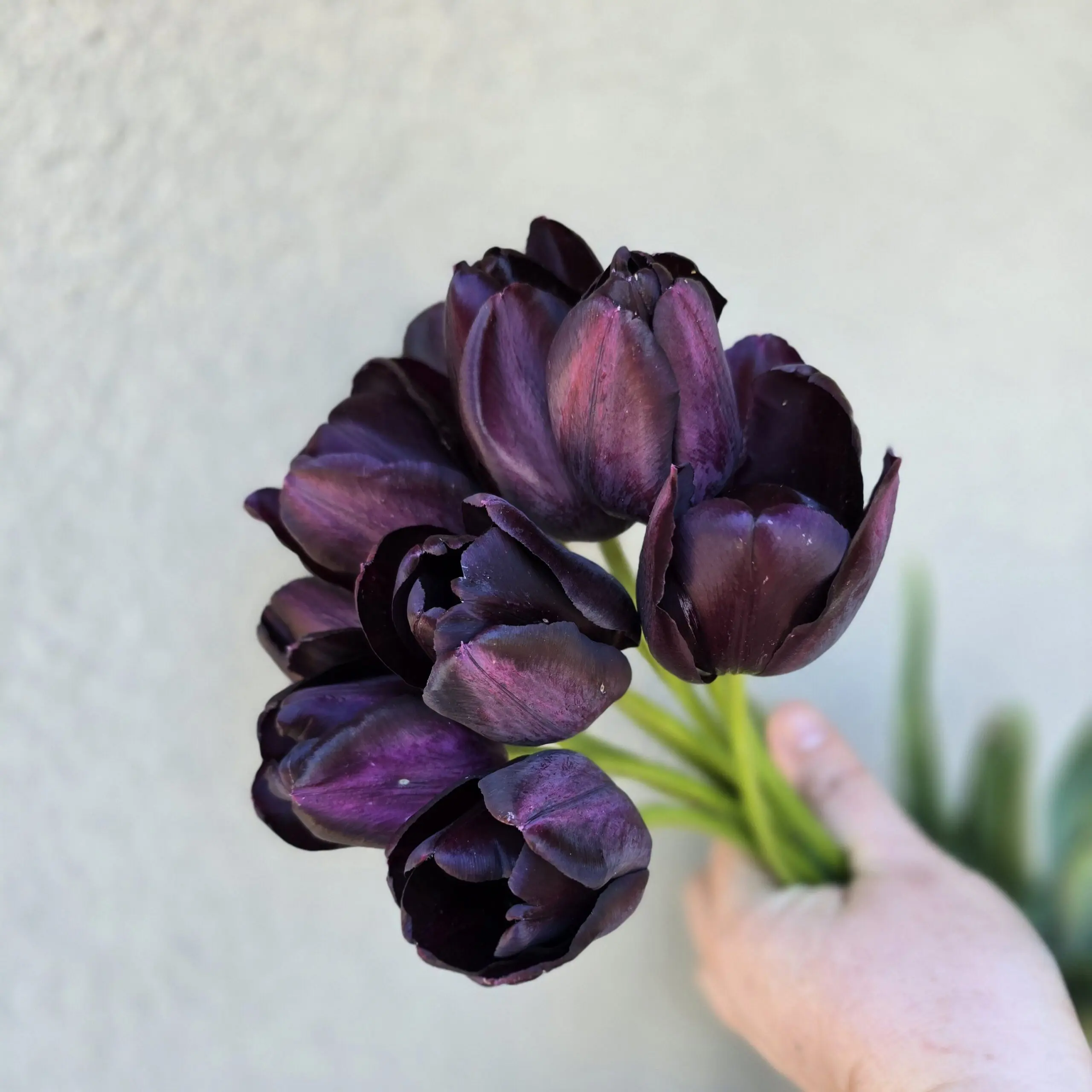 Tulipan Paul Scherer - obrazek 3