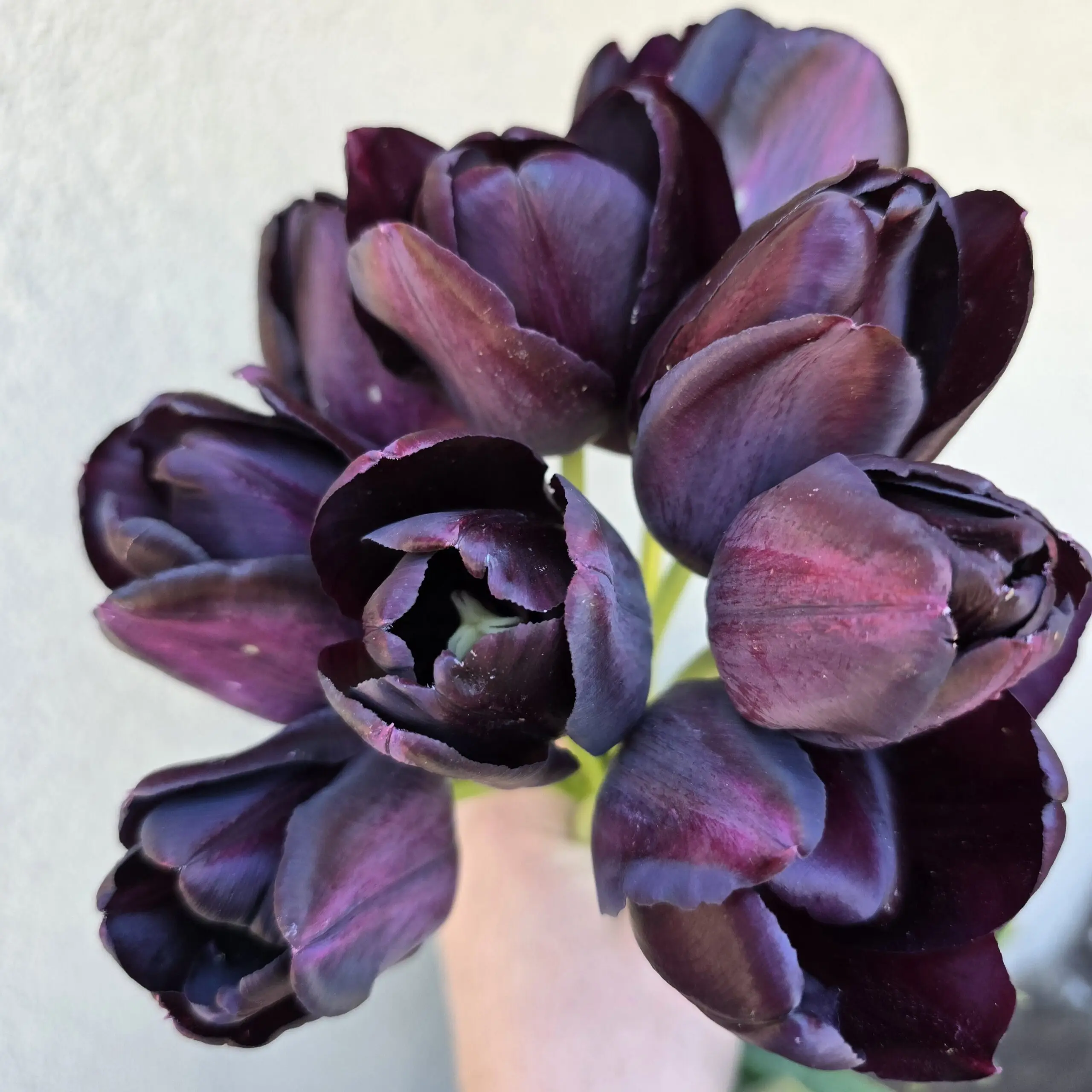 Tulipan Paul Scherer - obrazek 5