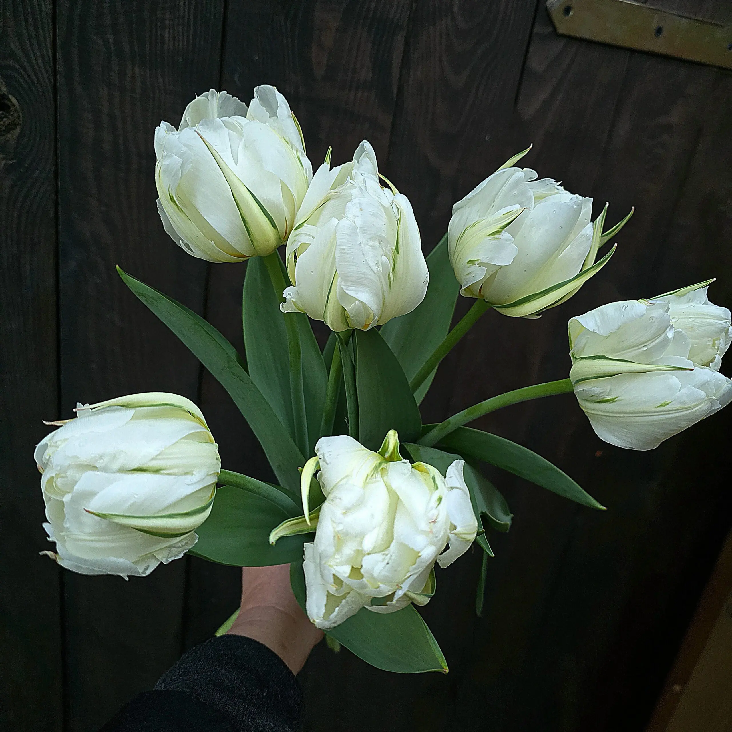 Tulipan Exotic Emperor - obrazek 4