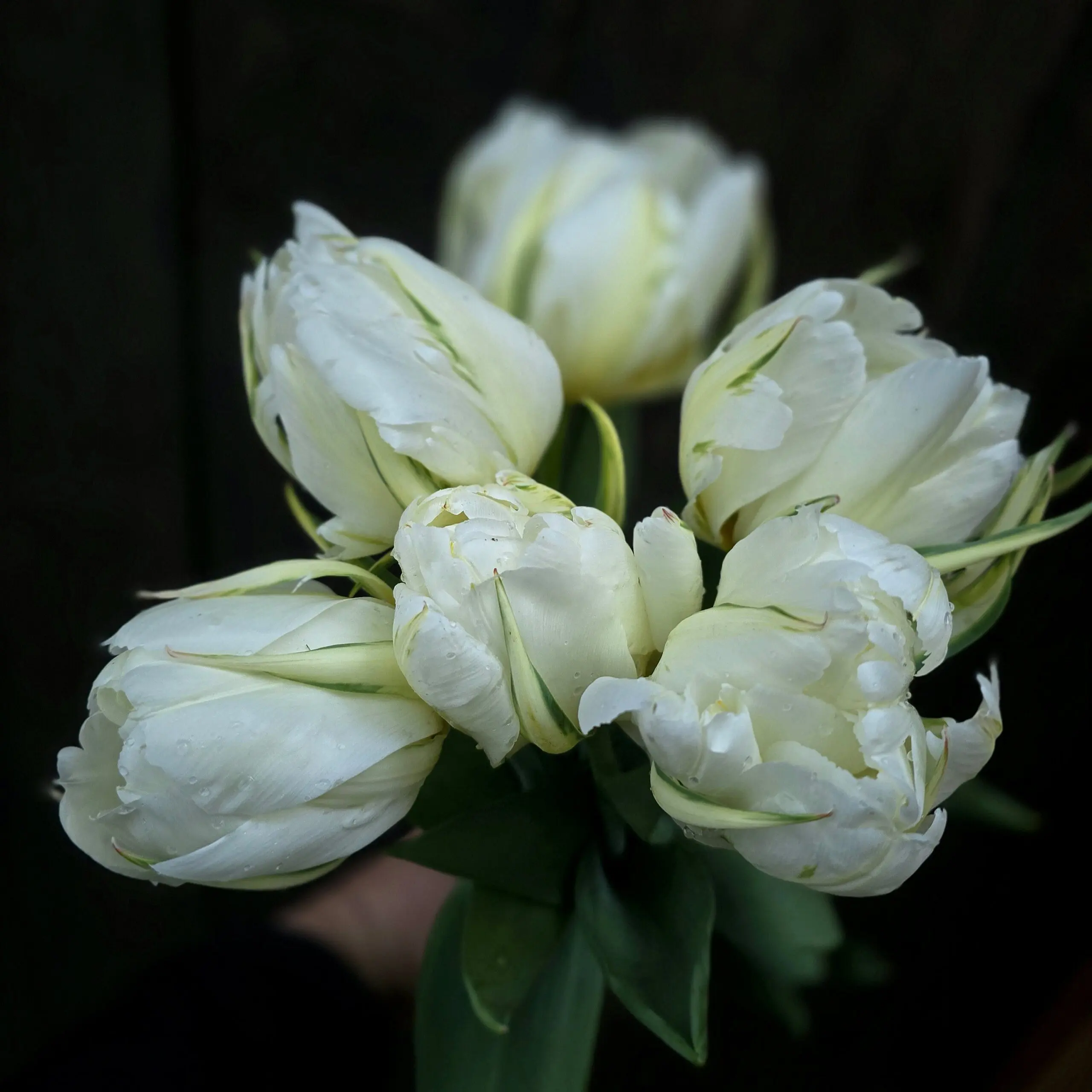 Tulipan Exotic Emperor - obrazek 2