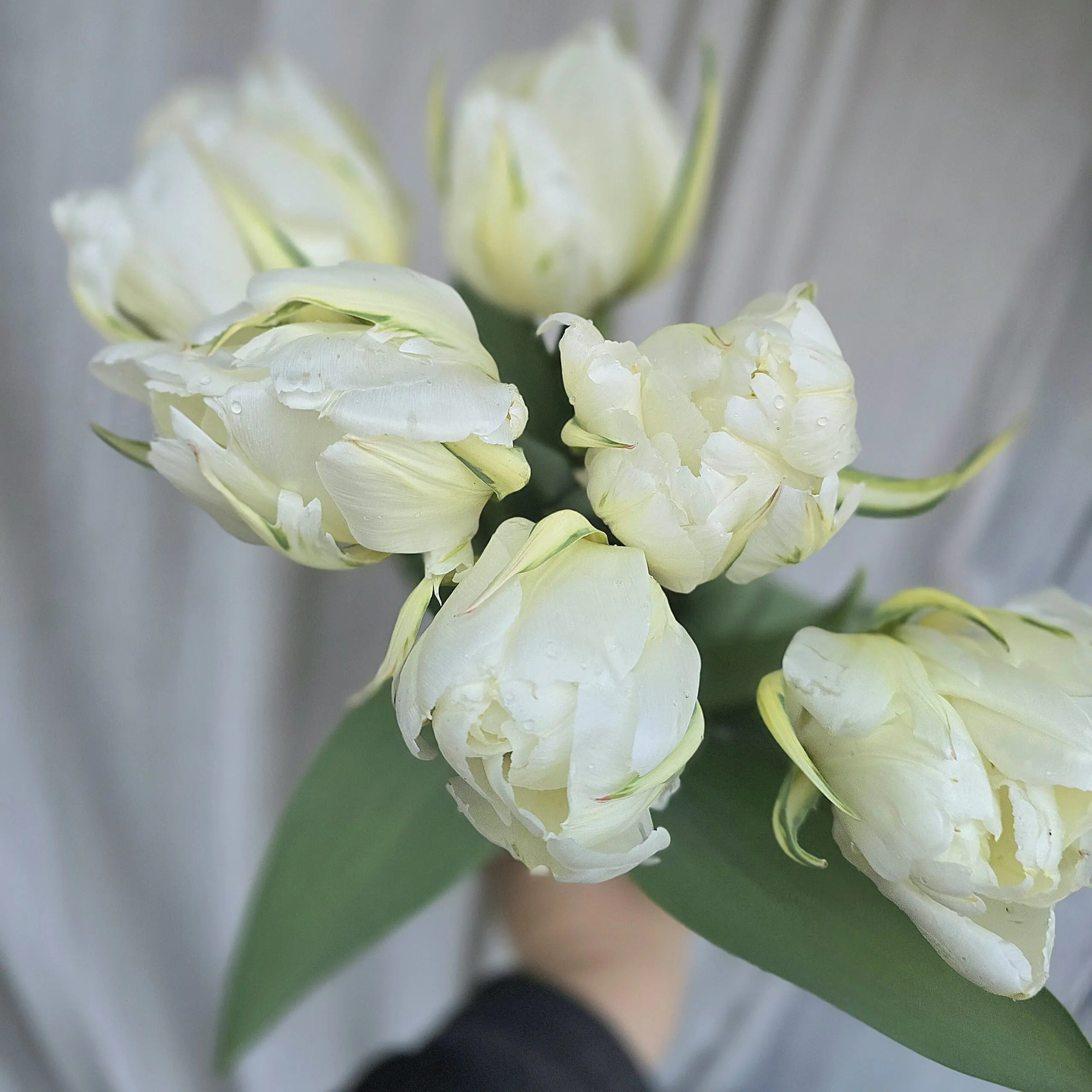 Tulipan Exotic Emperor - obrazek 5