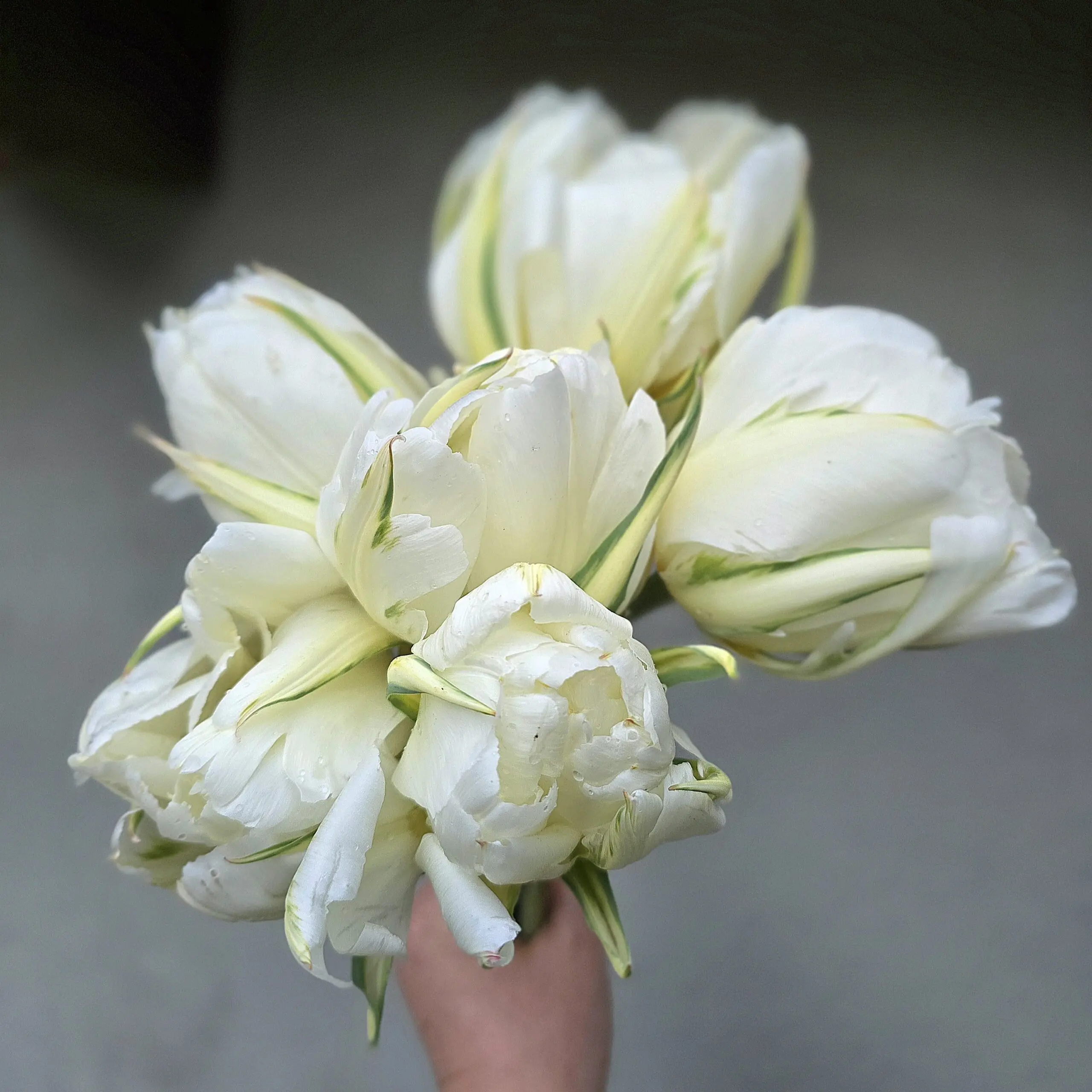 Tulipan Exotic Emperor