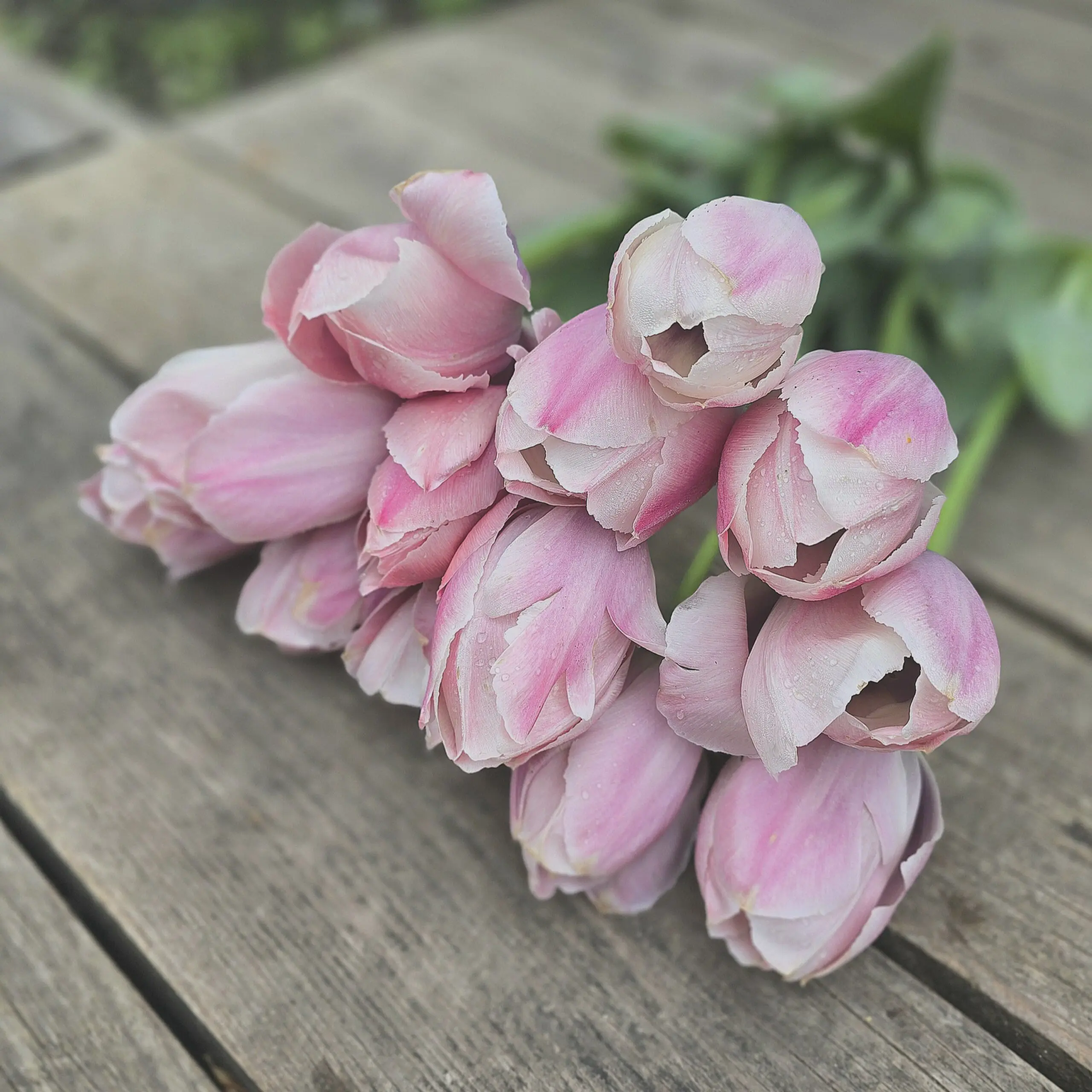 Tulipan Salmon Van Eijk - obrazek 3