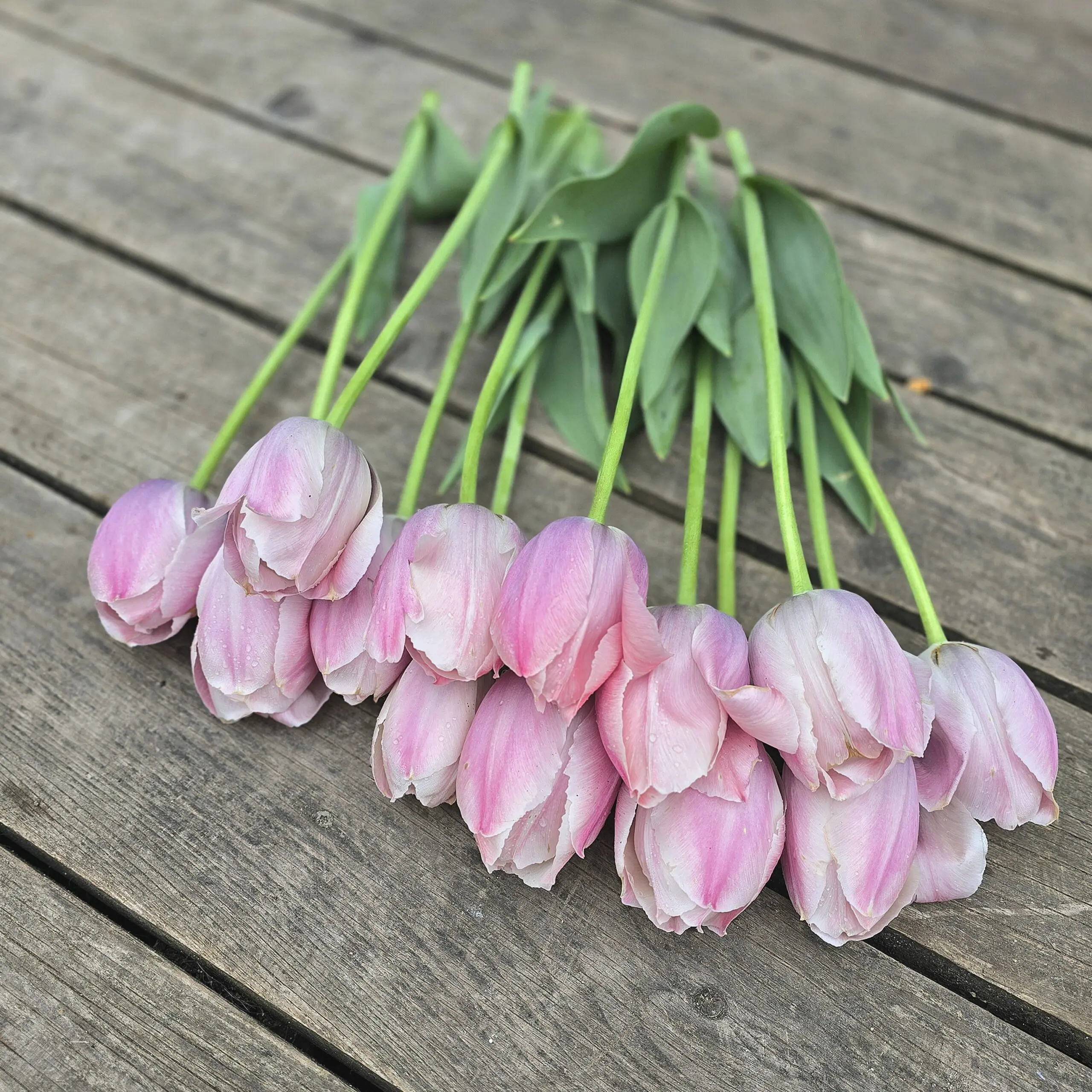 Tulipan Salmon Van Eijk - obrazek 4