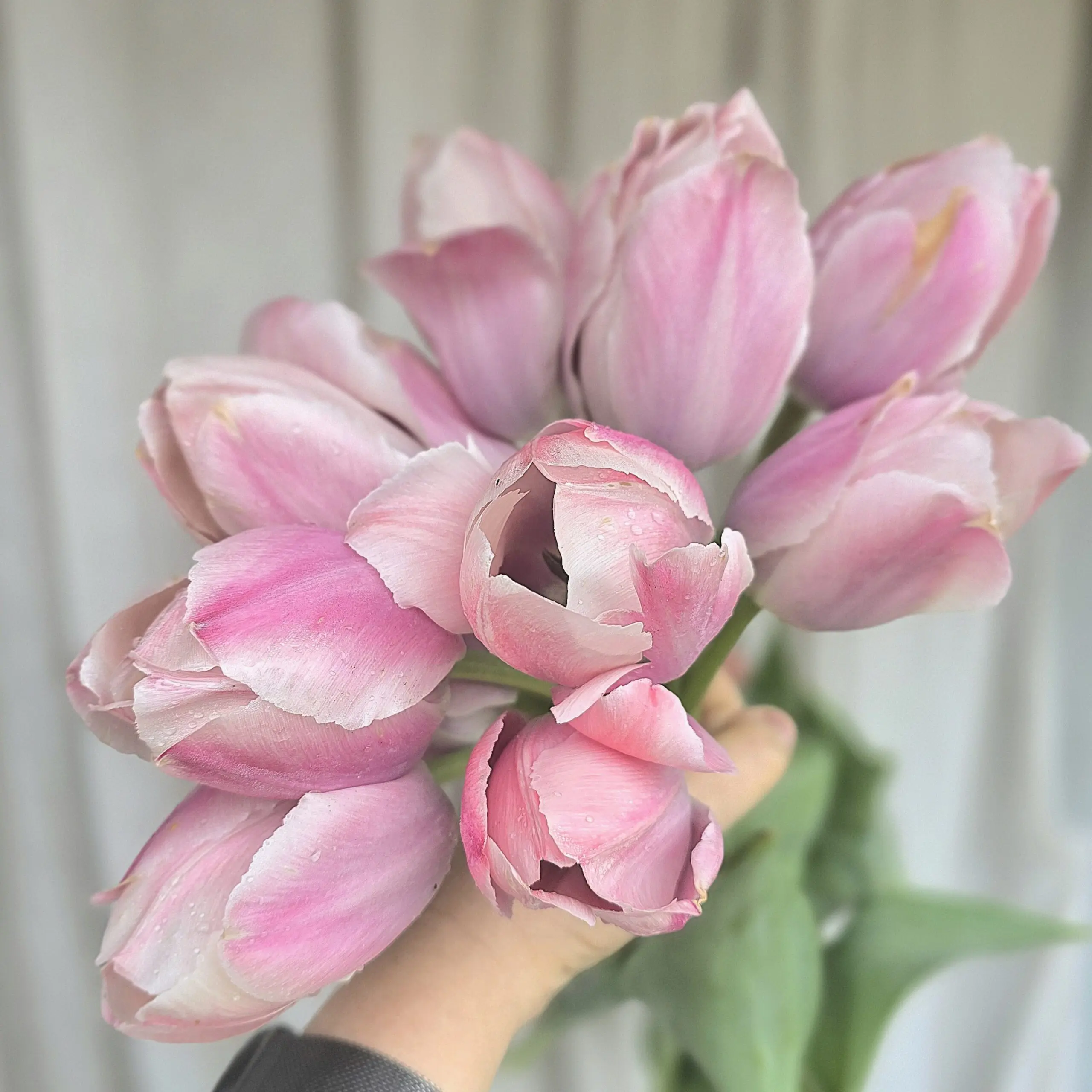 Tulipan Salmon Van Eijk