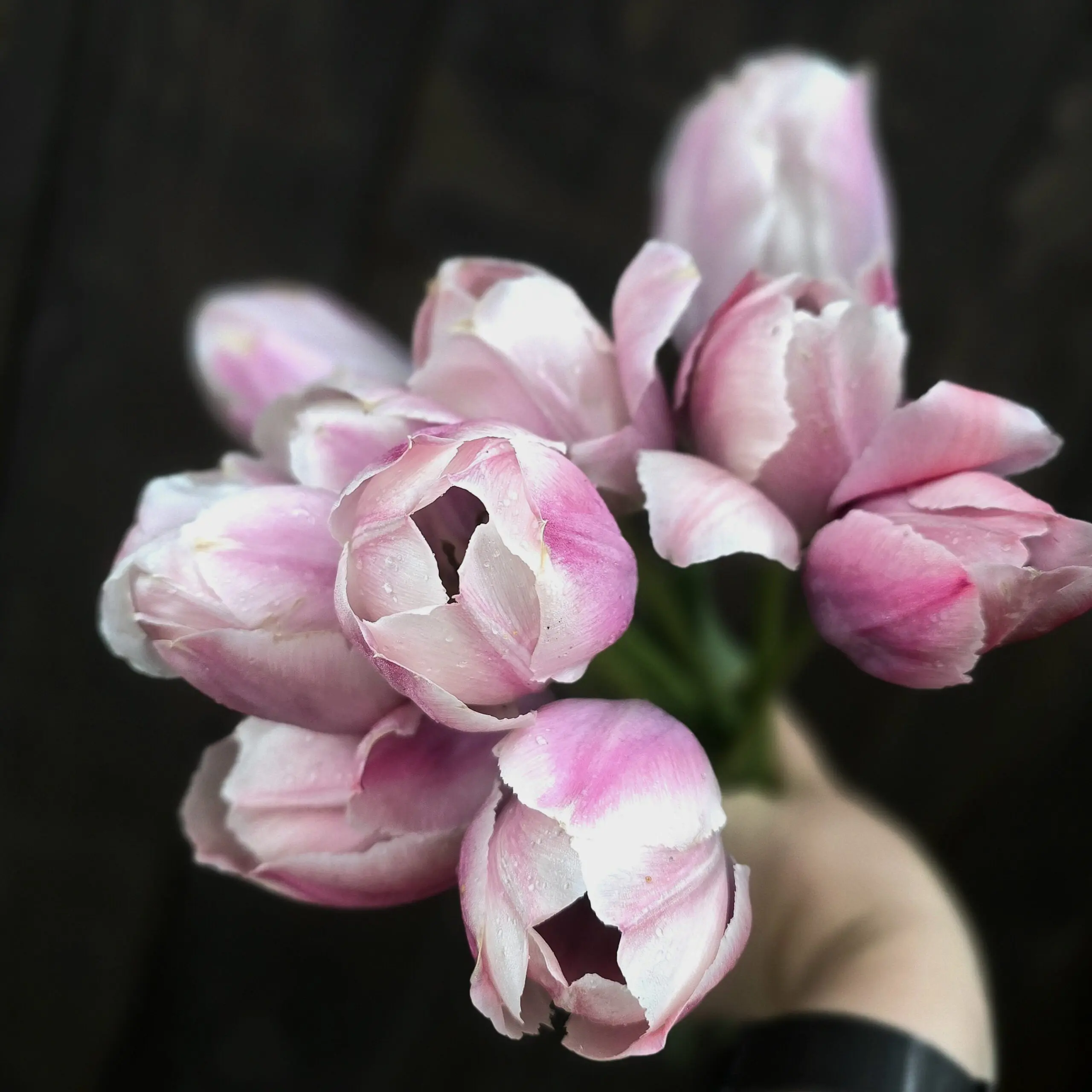 Tulipan Salmon Van Eijk - obrazek 2