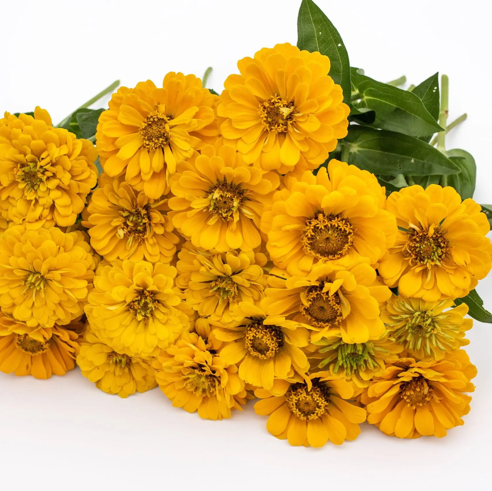 Cynia Benary’s Giant Golden Yellow (Loukykvet)