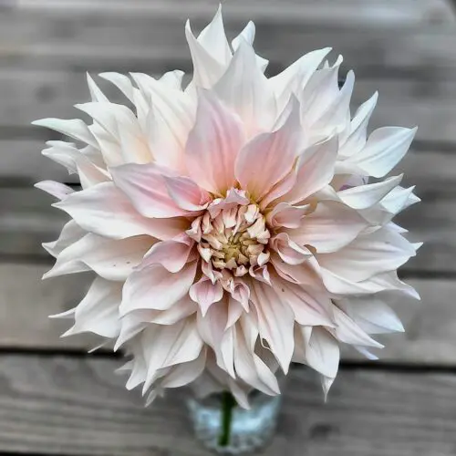 Dalie holenderskie Talerzowe