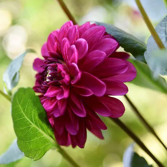 Lilac Bull - obrazek 2