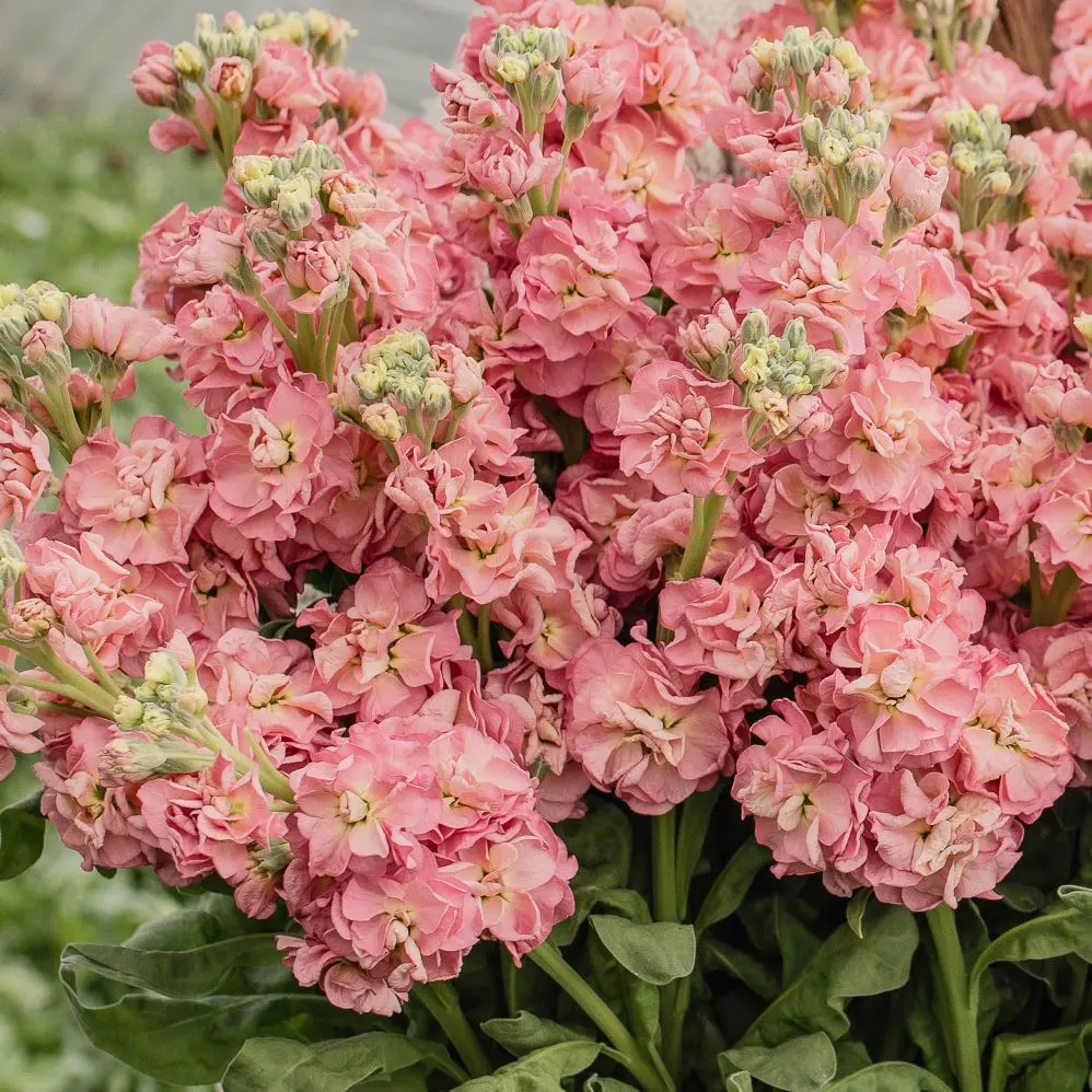 Lewkonia Stox Antique Rose (Loukykvet) - obrazek 2
