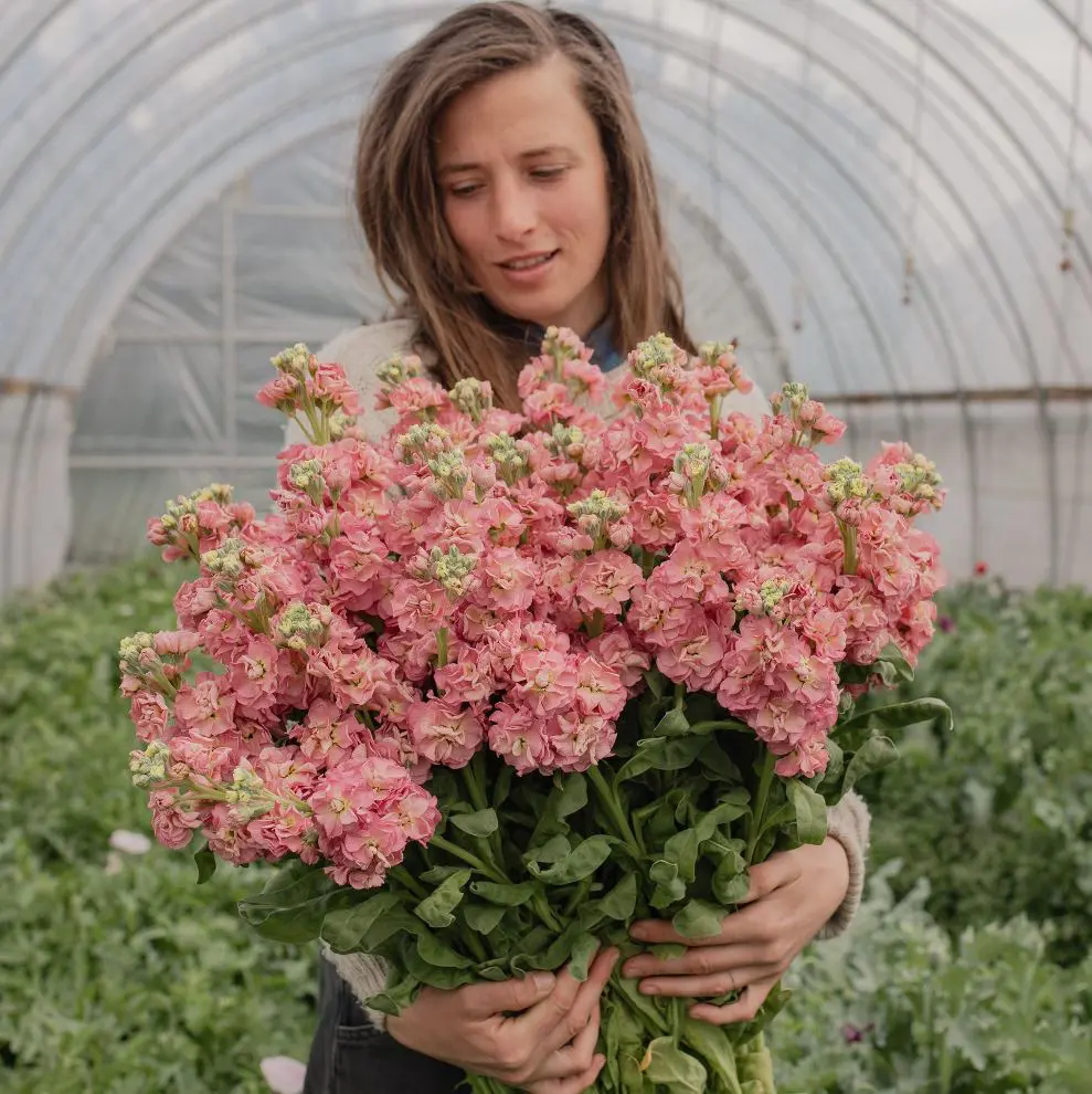 Lewkonia Stox Antique Rose (Loukykvet) - obrazek 3