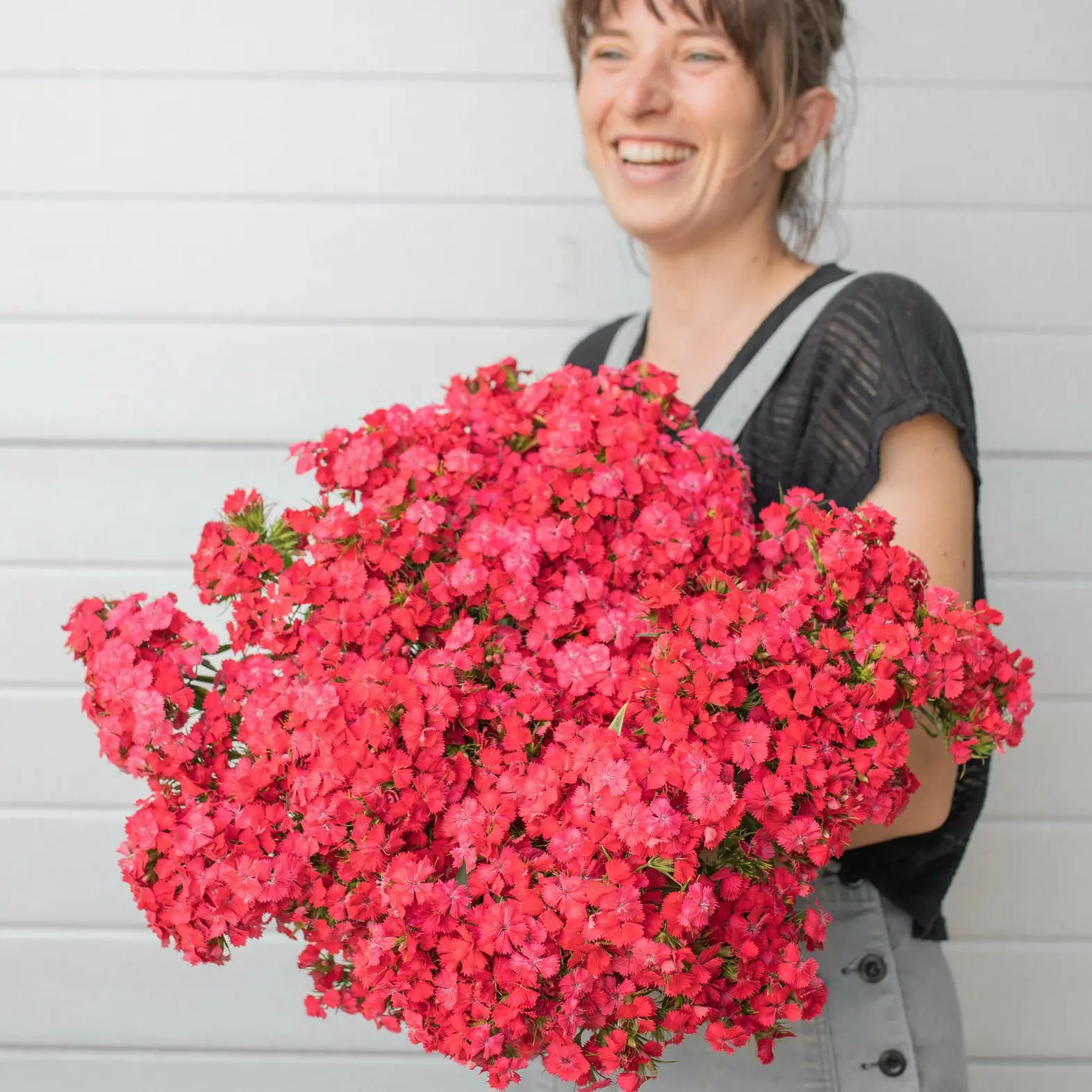 Goździk brodaty Sweet Coral (Loukykvet)