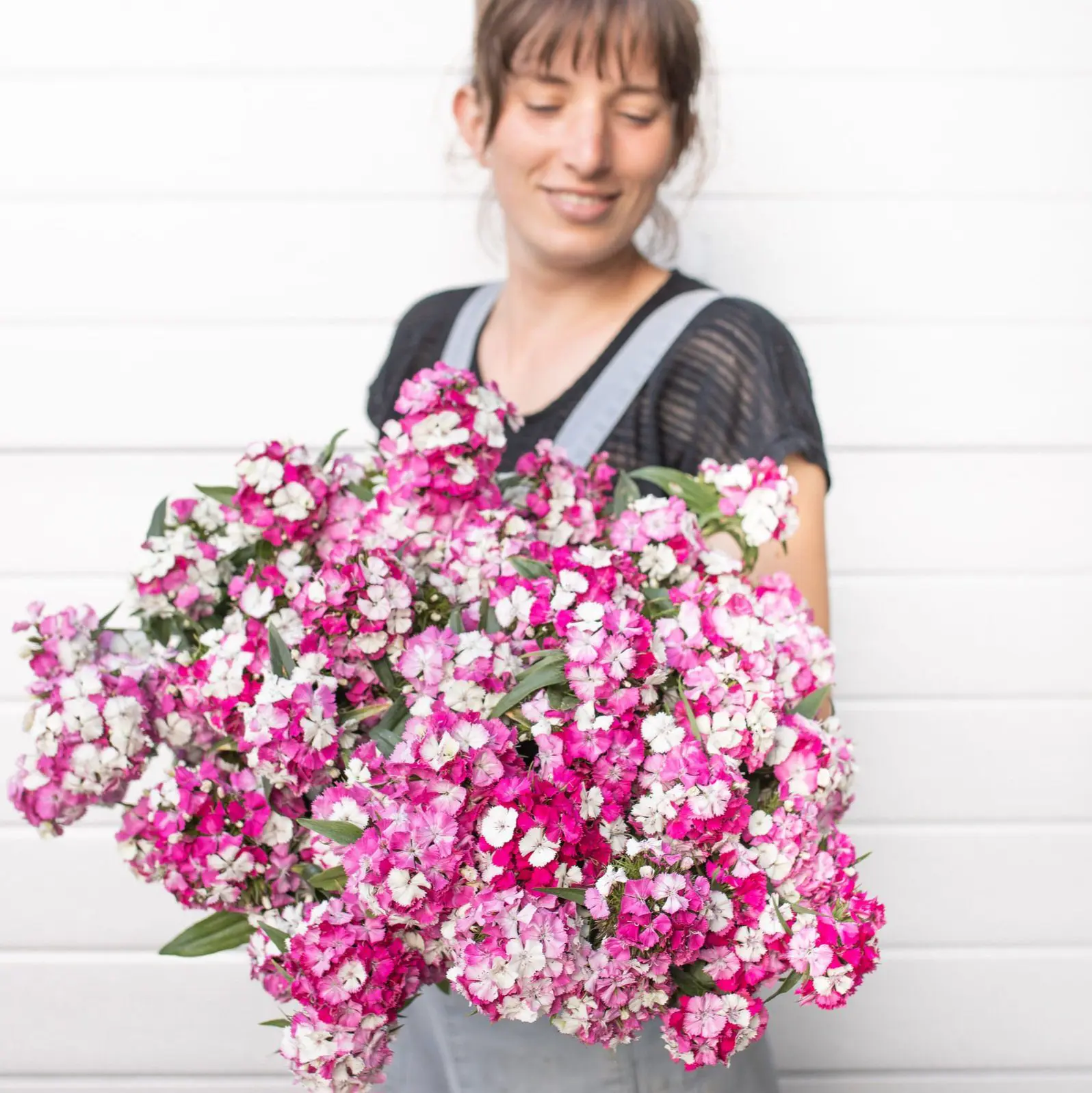 Goździk brodaty Barbienne Appleblossom (Loukykvet)