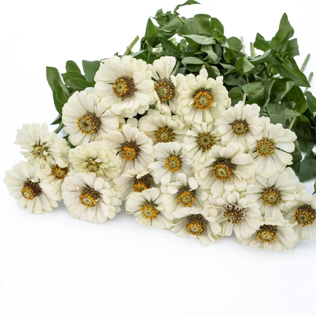 Cynia Super Yoga White (Loukykvet)