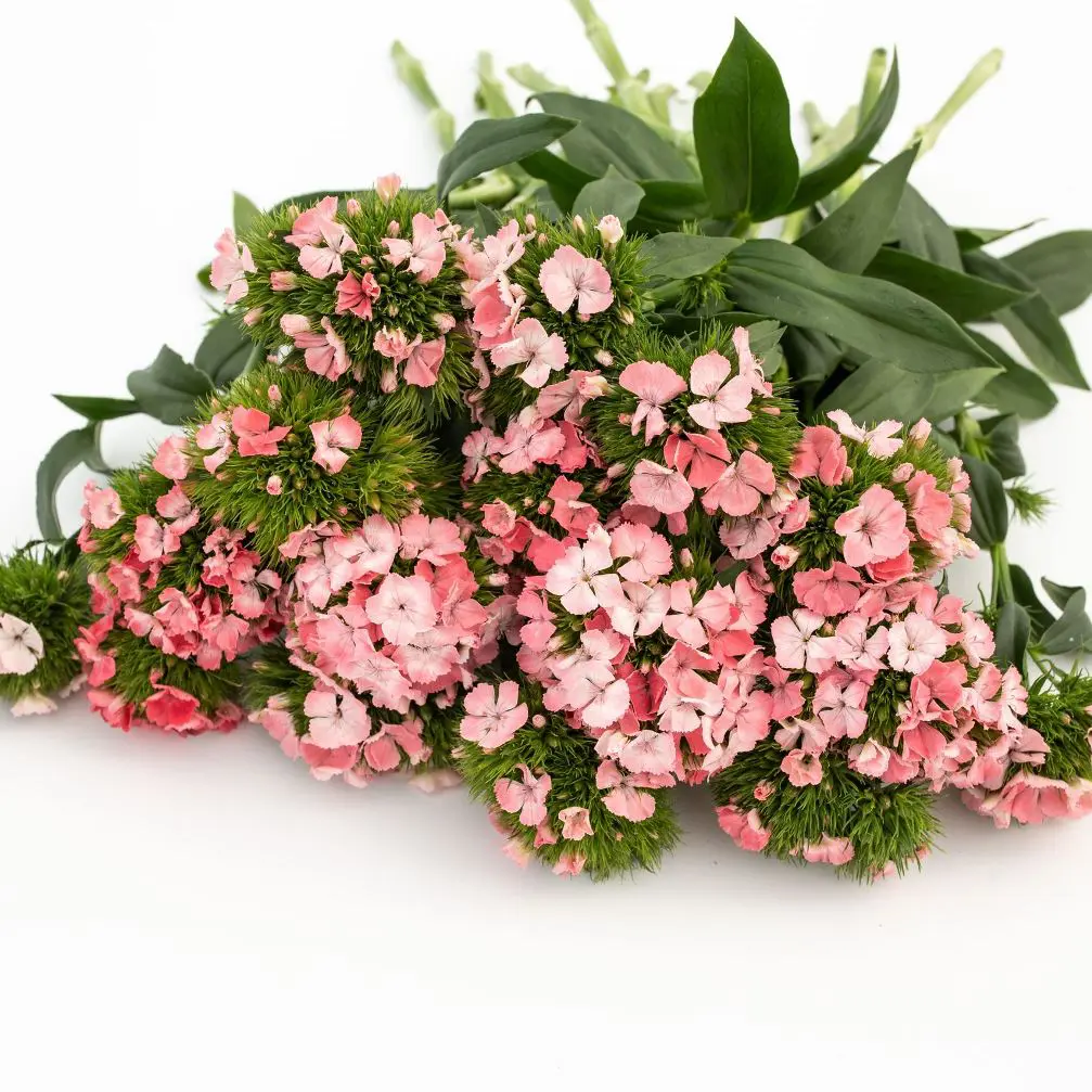 Goździk brodaty Barbienne Pink (Loukykvet)