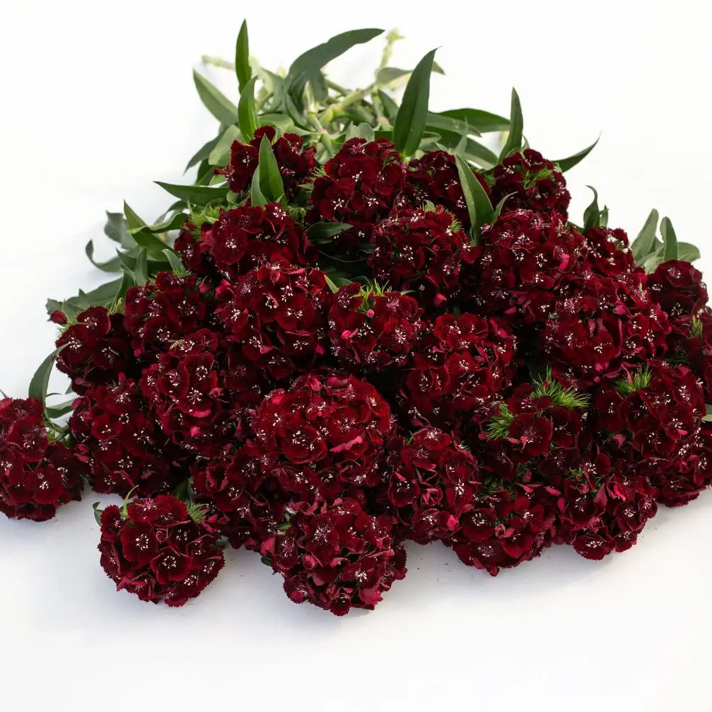 Goździk brodaty Sweet Black Cherry (Loukykvet)
