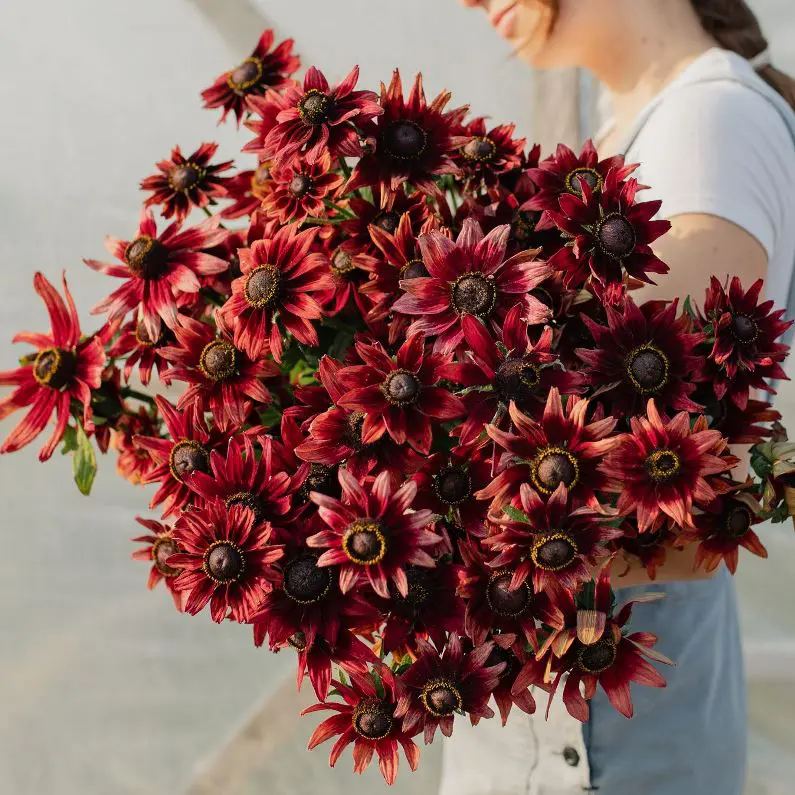 Rudbekia Cherry Brandy (Loukykvet)