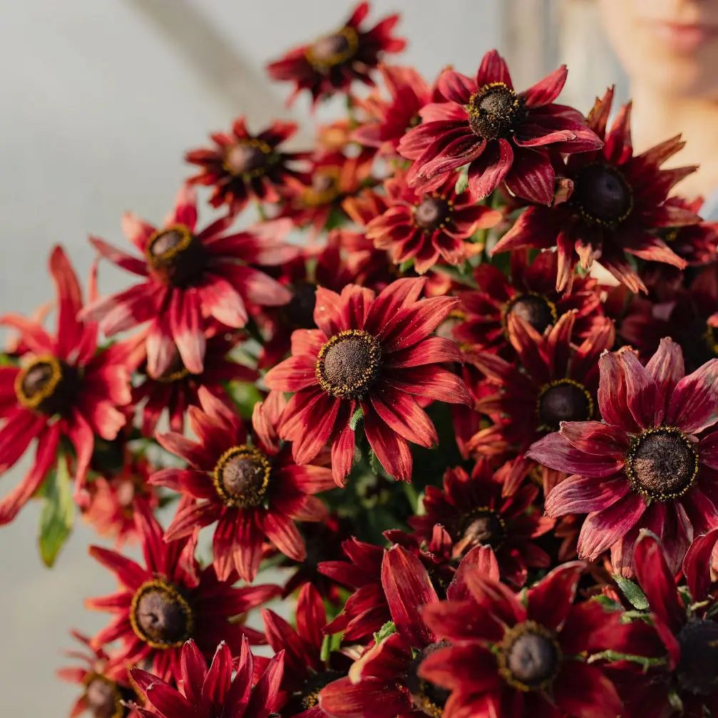 Rudbekia Cherry Brandy (Loukykvet) - obrazek 3
