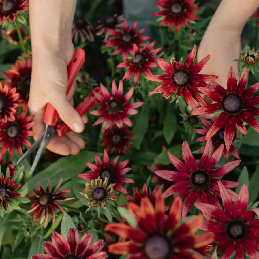 Rudbekia Cherry Brandy (Loukykvet) - obrazek 2