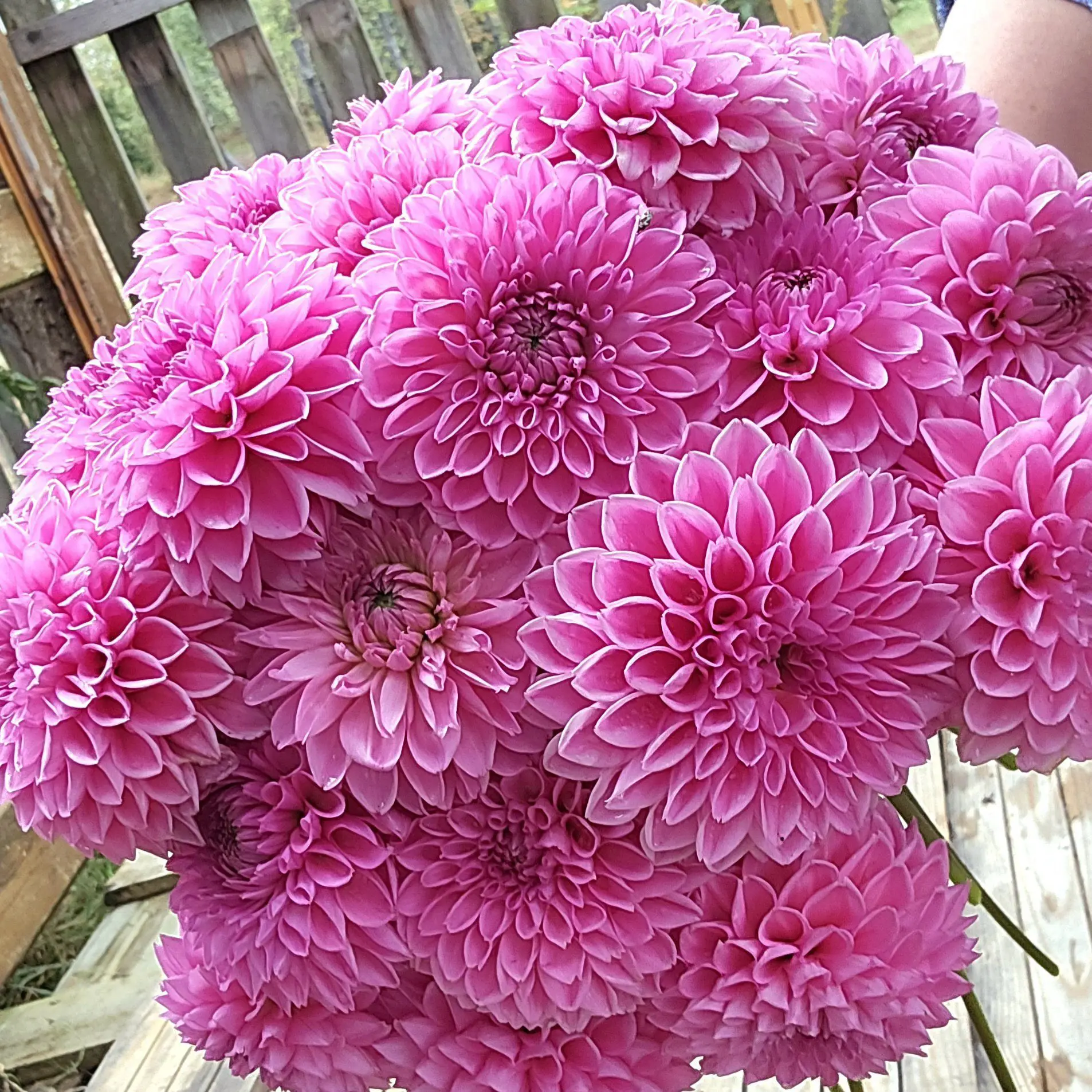 Pink Sylvia - obrazek 4