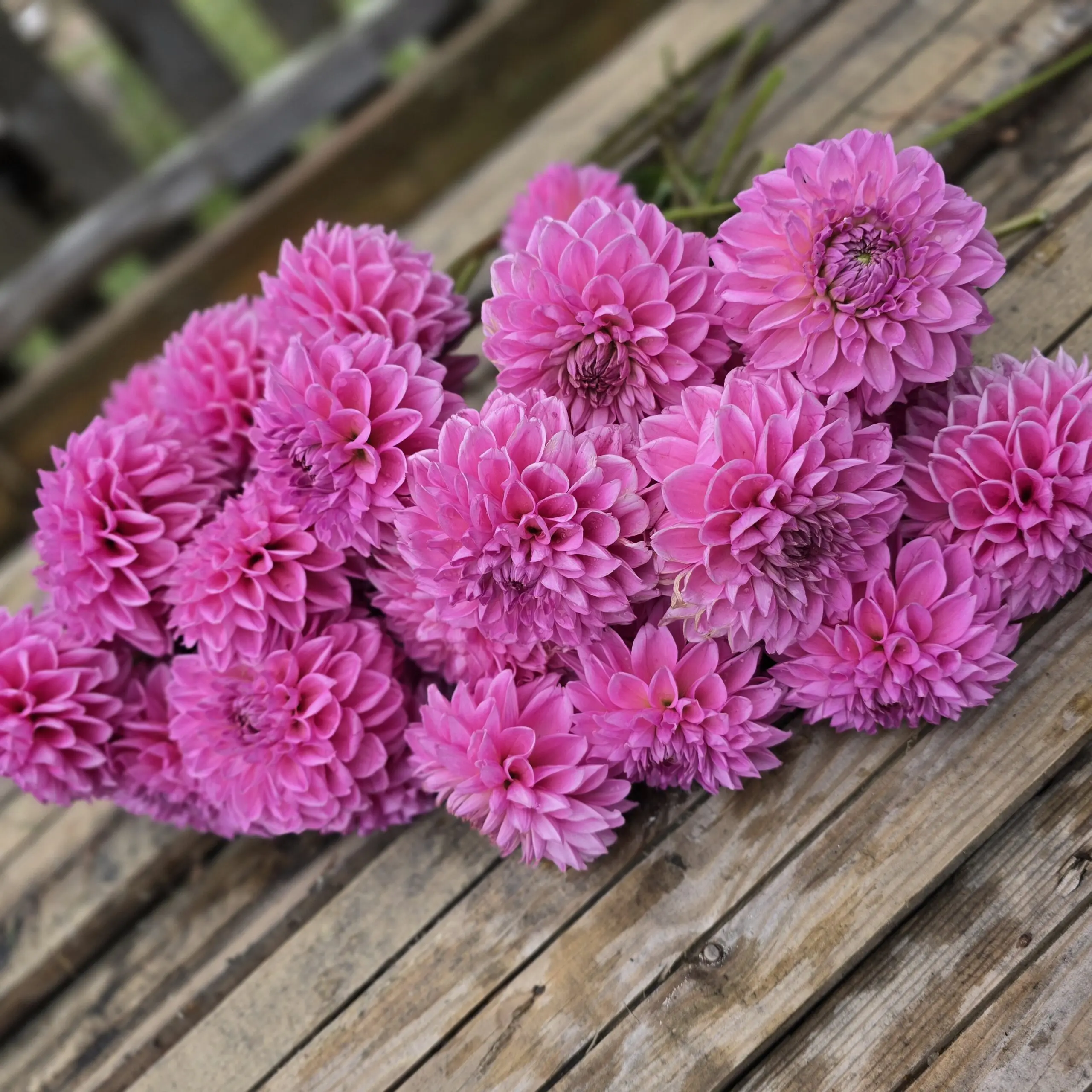 Pink Sylvia - obrazek 6