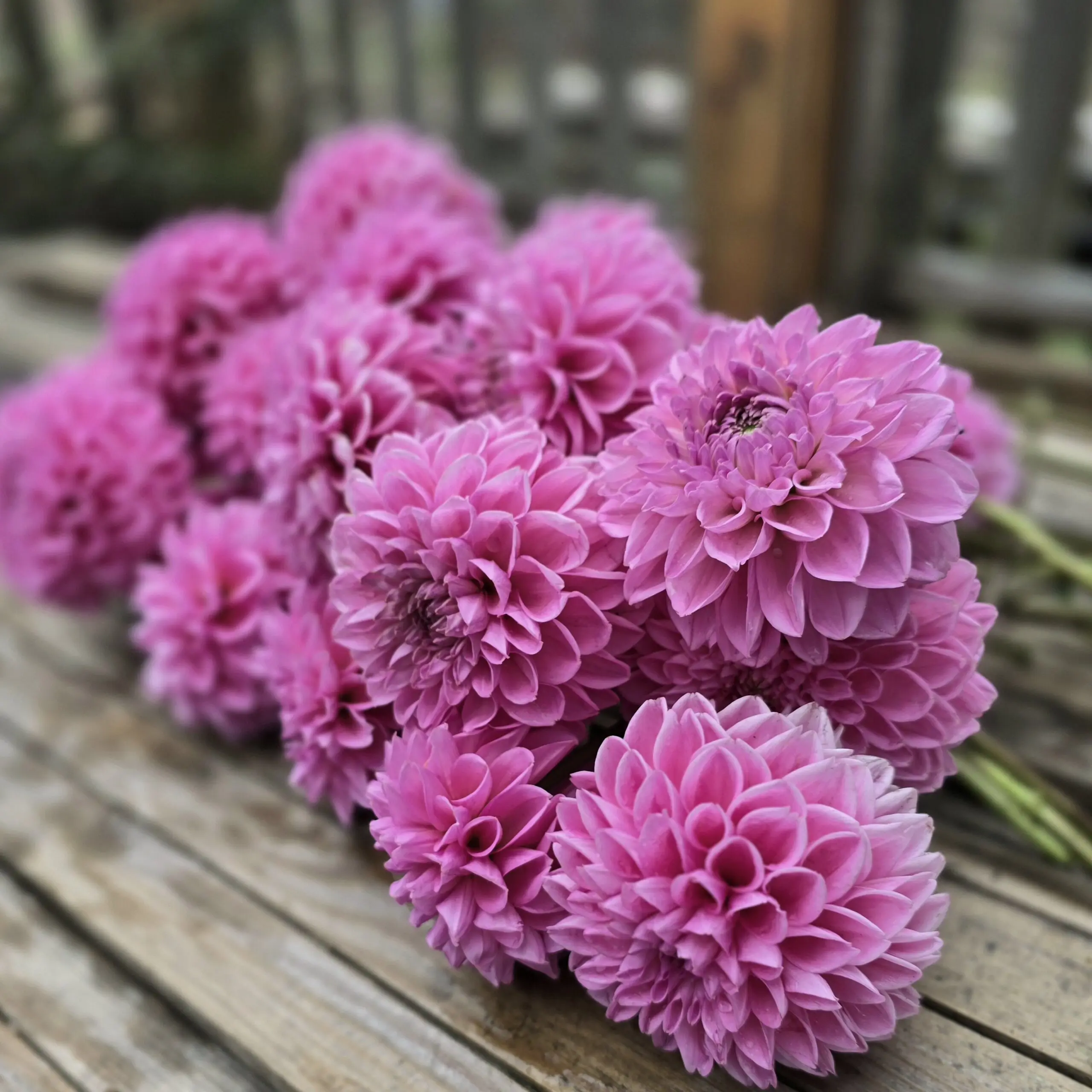Pink Sylvia
