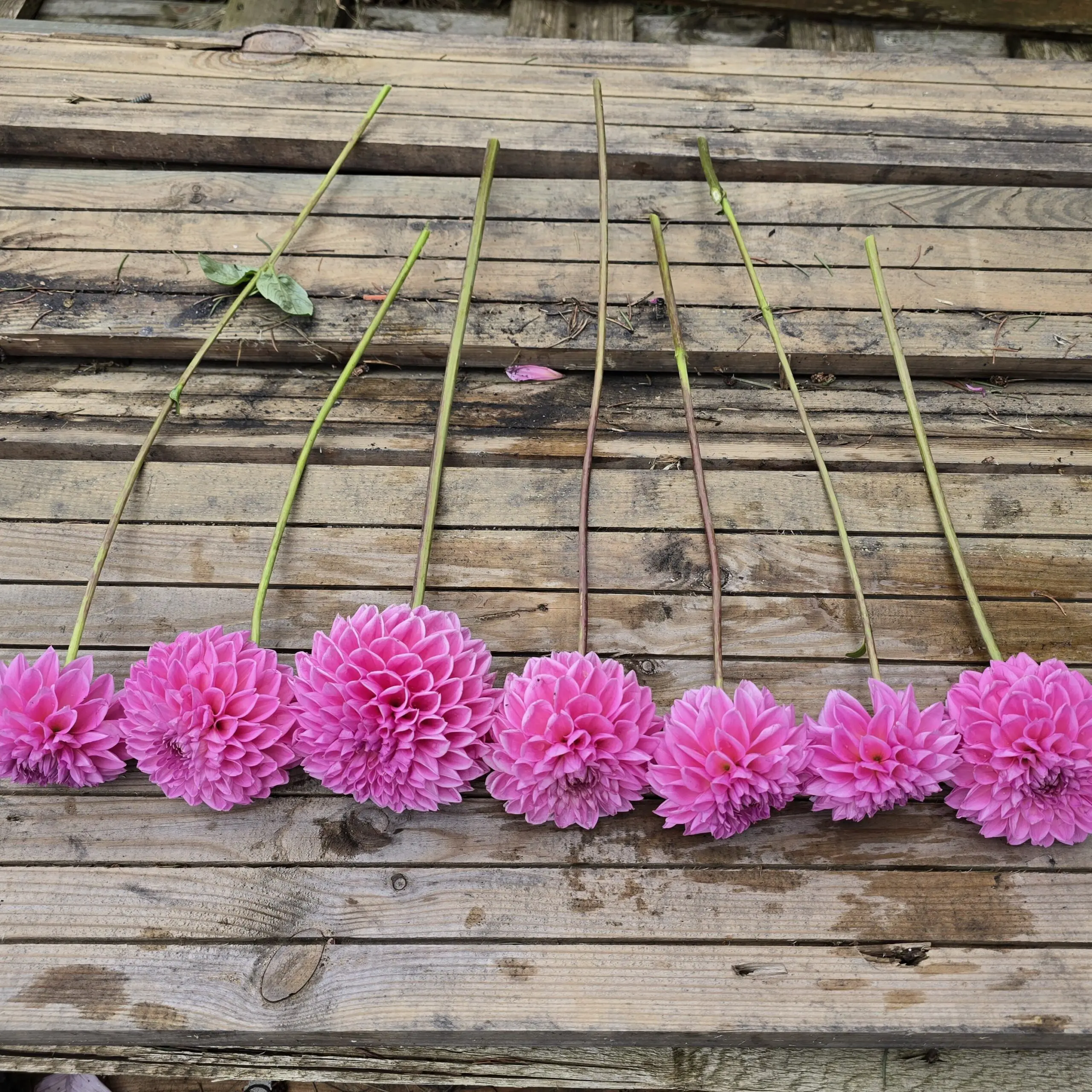 Pink Sylvia - obrazek 3