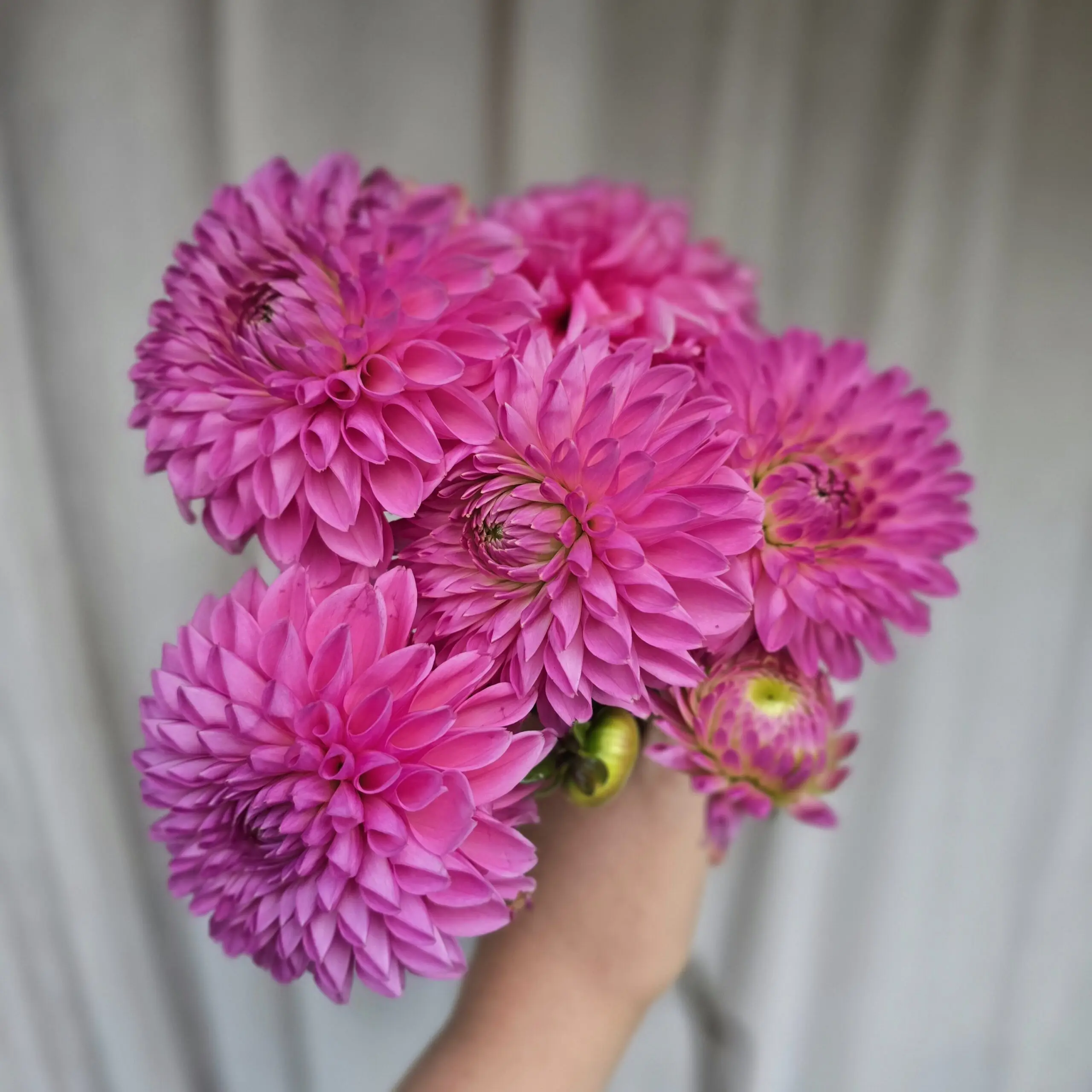 Pink Sylvia - obrazek 2