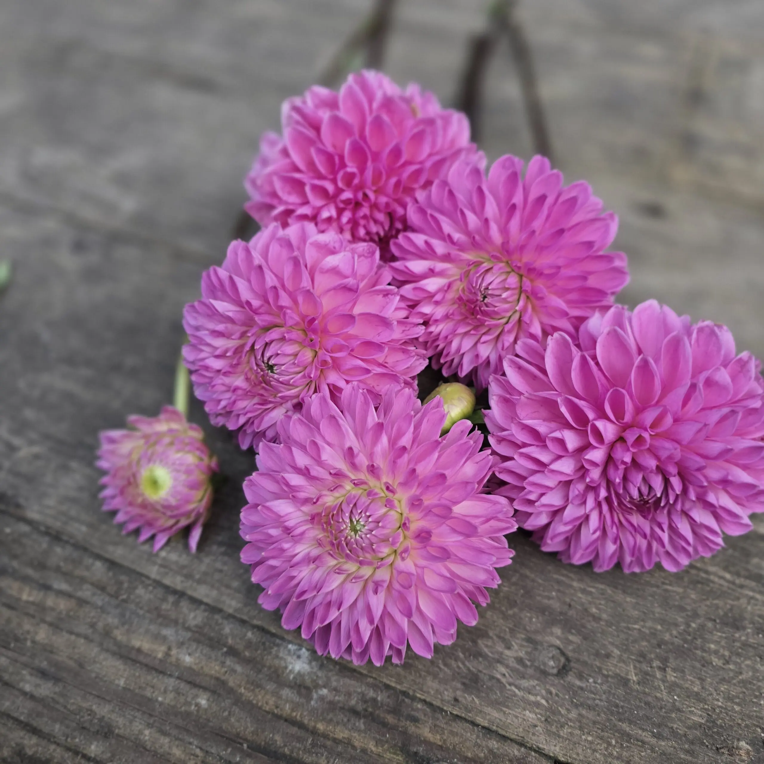 Pink Sylvia - obrazek 7