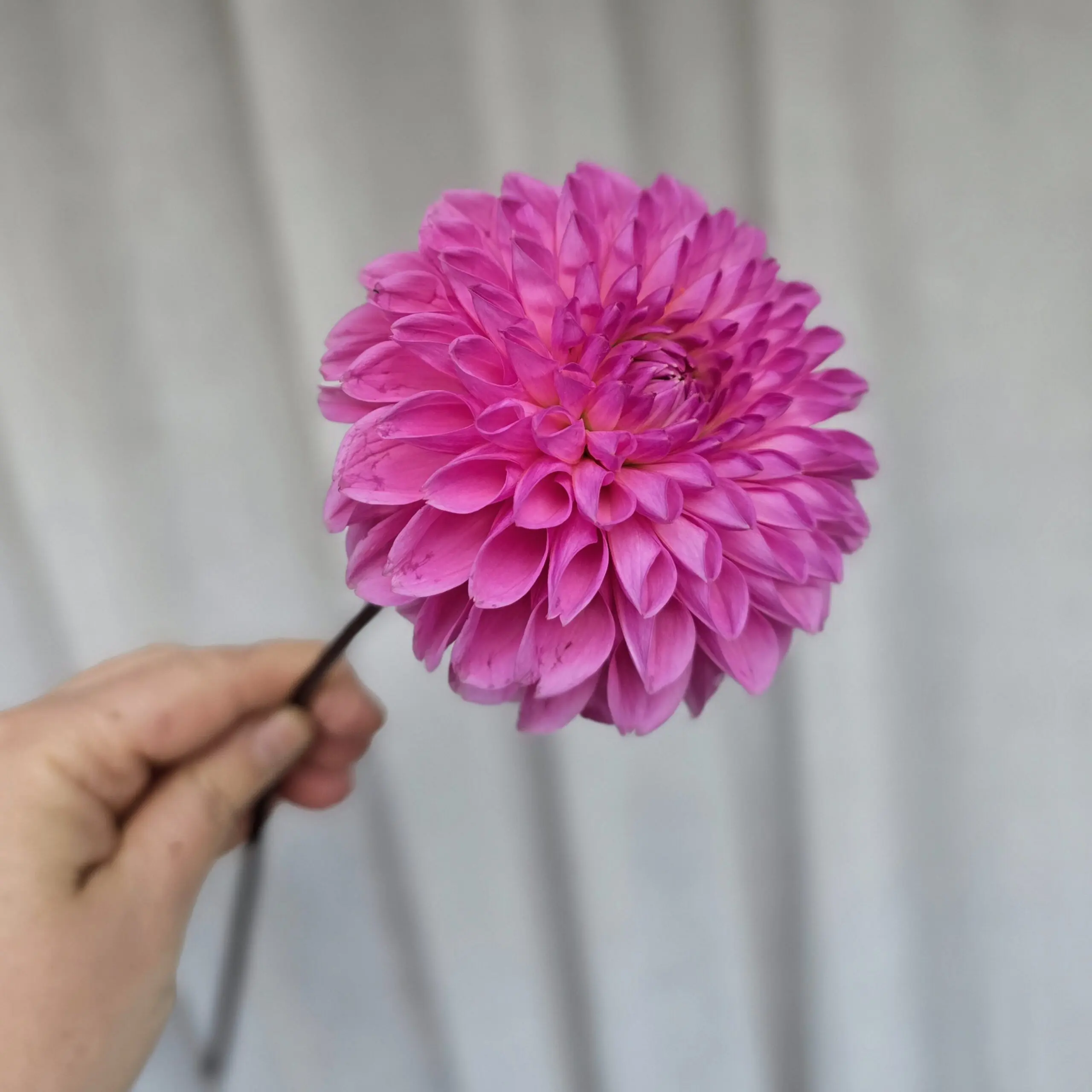 Pink Sylvia - obrazek 5