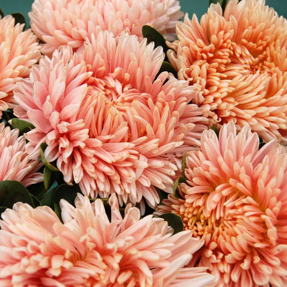 Aster Lady Coral Salmon (Loukykvet)