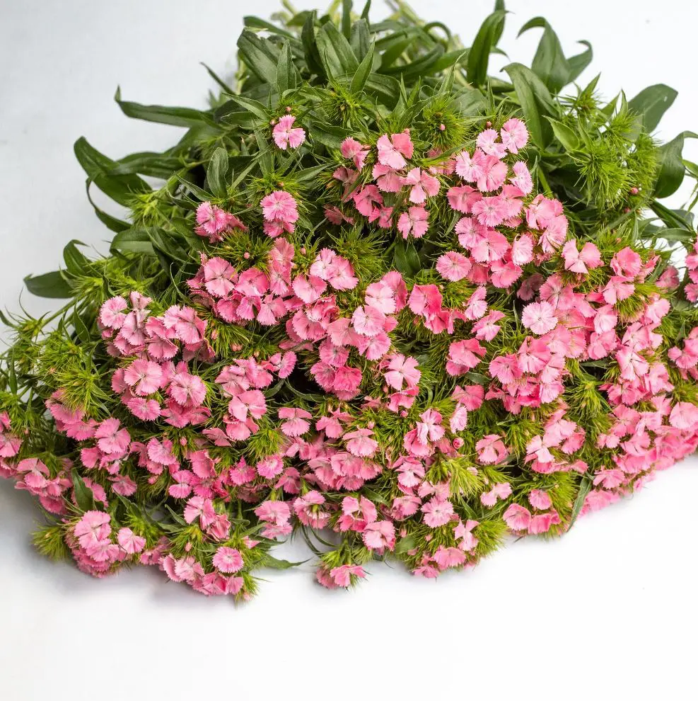 Goździk brodaty Sweet Pink (Loukykvet)