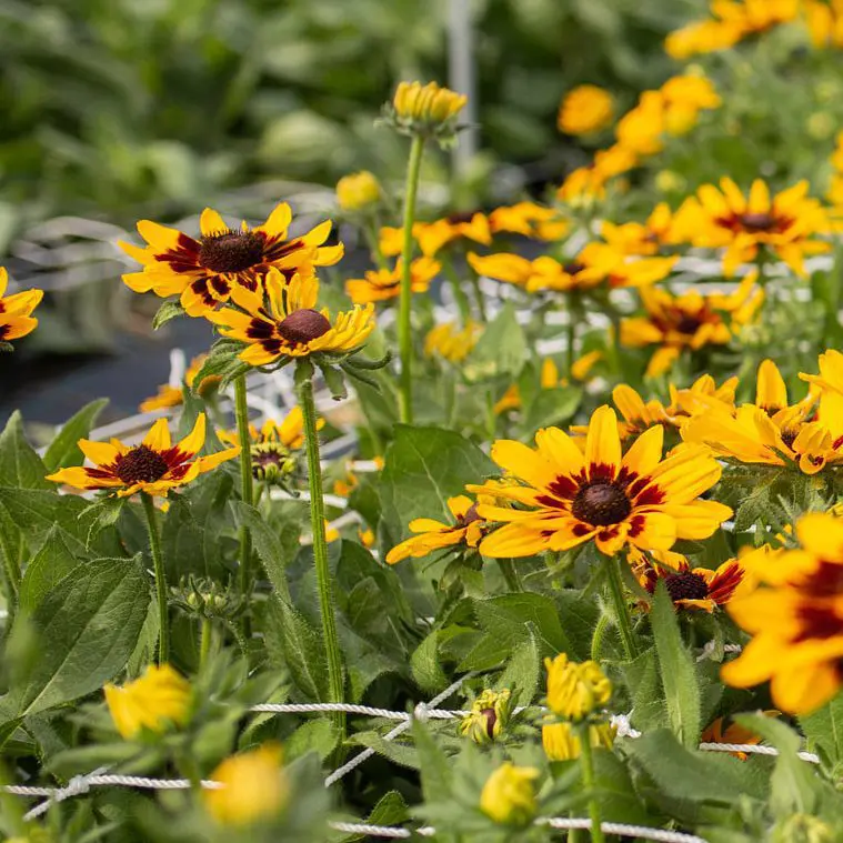 Rudbekia Double Golden Daisies (Loukykvet) - obrazek 3