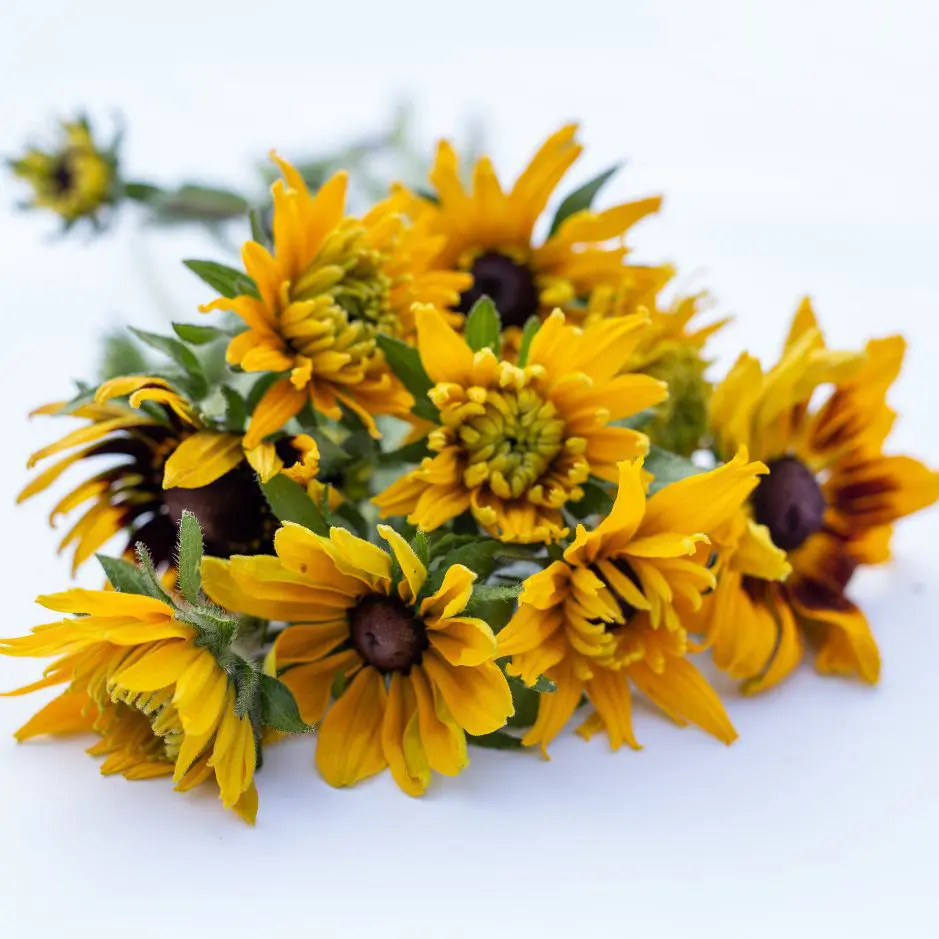 Rudbekia Double Golden Daisies (Loukykvet)