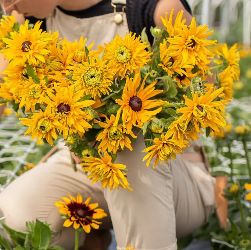 Rudbekia Double Golden Daisies (Loukykvet) - obrazek 4