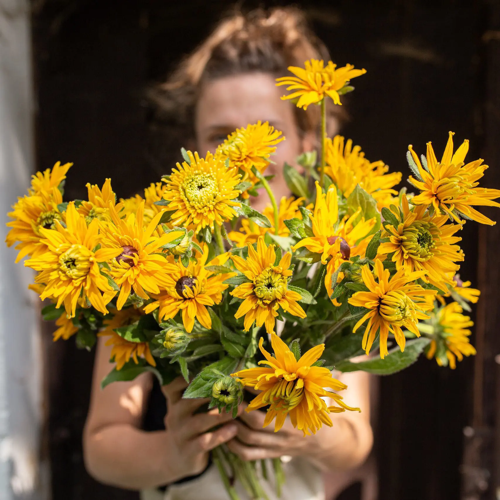 Rudbekia Double Golden Daisies (Loukykvet) - obrazek 2