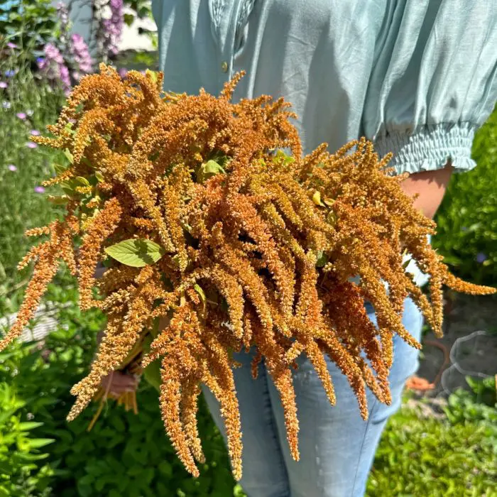 Amaranthus Hot Biscuits (Fam Flower)