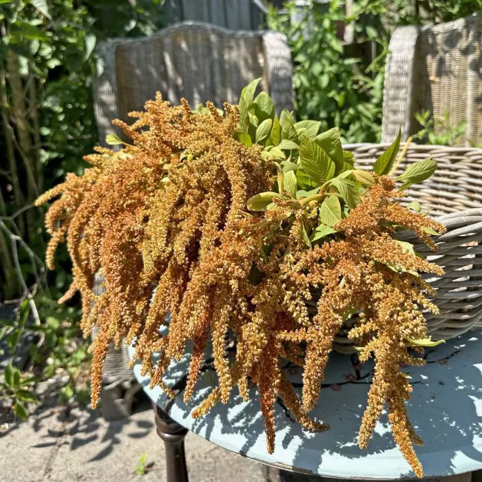 Amaranthus Hot Biscuits (Fam Flower) - obrazek 2