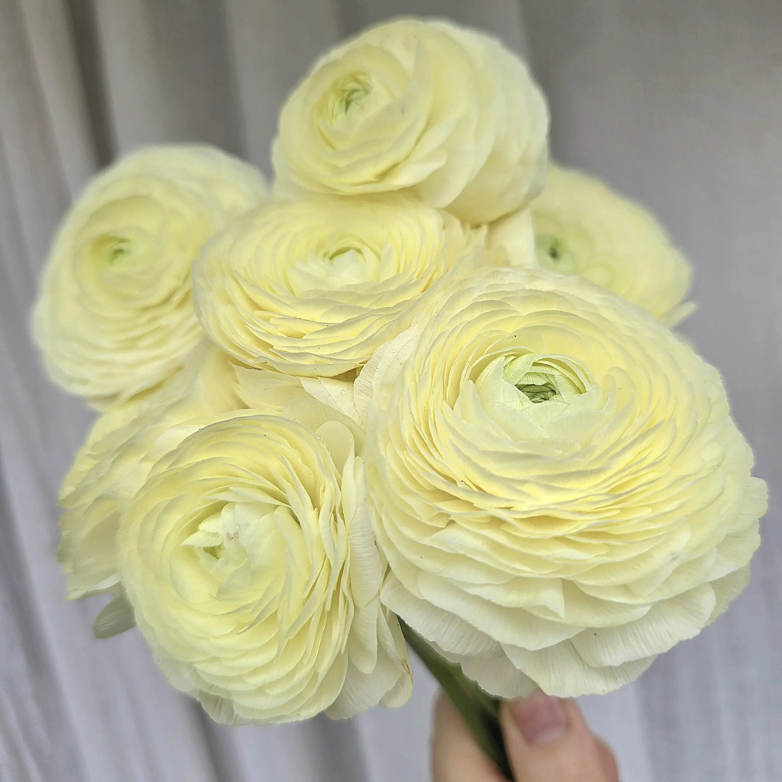Jaskry włoskie Elegance ® Crema V