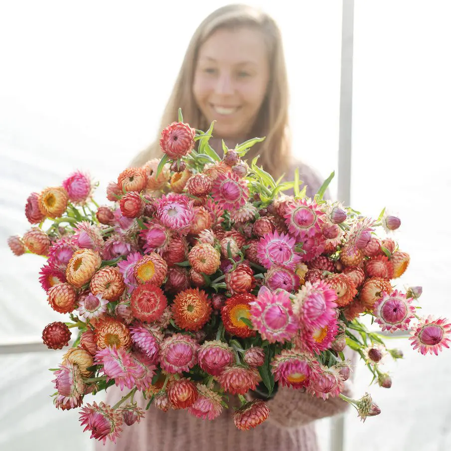 Kocanka ogrodowa Peach & Blossom Mix (Loukykvet)