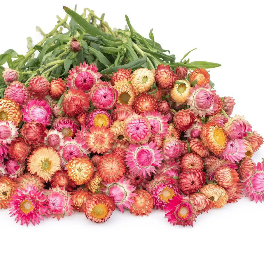 Kocanka ogrodowa Peach & Blossom Mix (Loukykvet) - obrazek 2