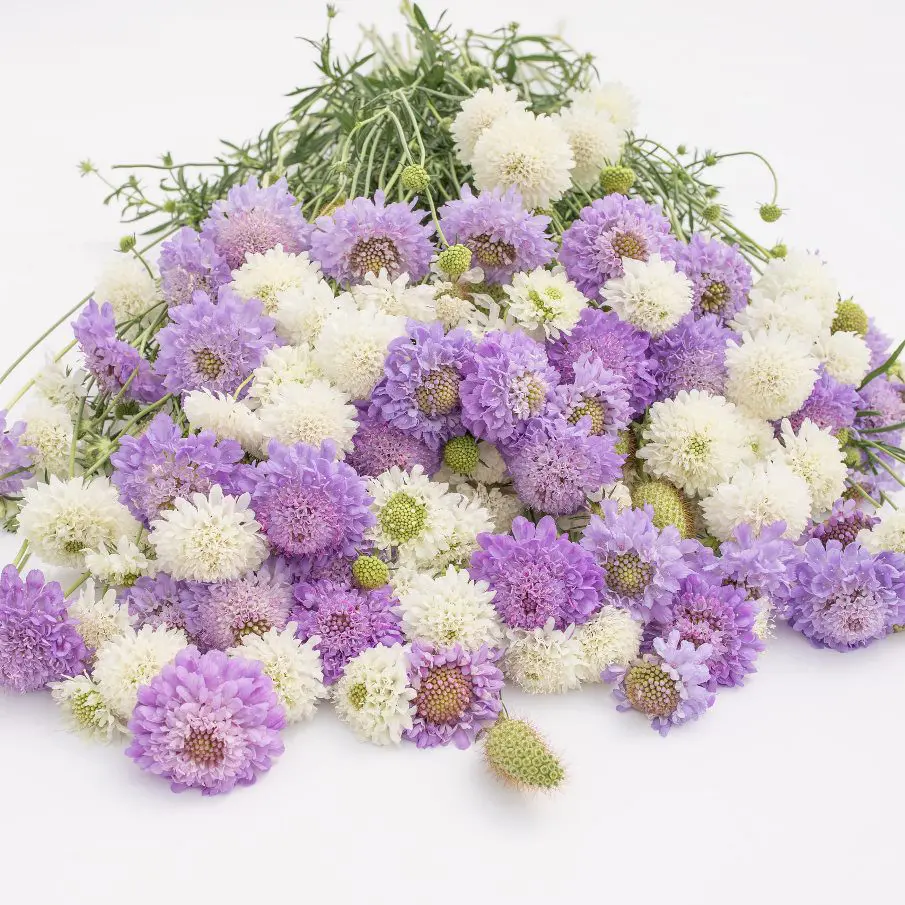 Driakiew Lavender & Snow Mix (Loukykvet) - obrazek 2