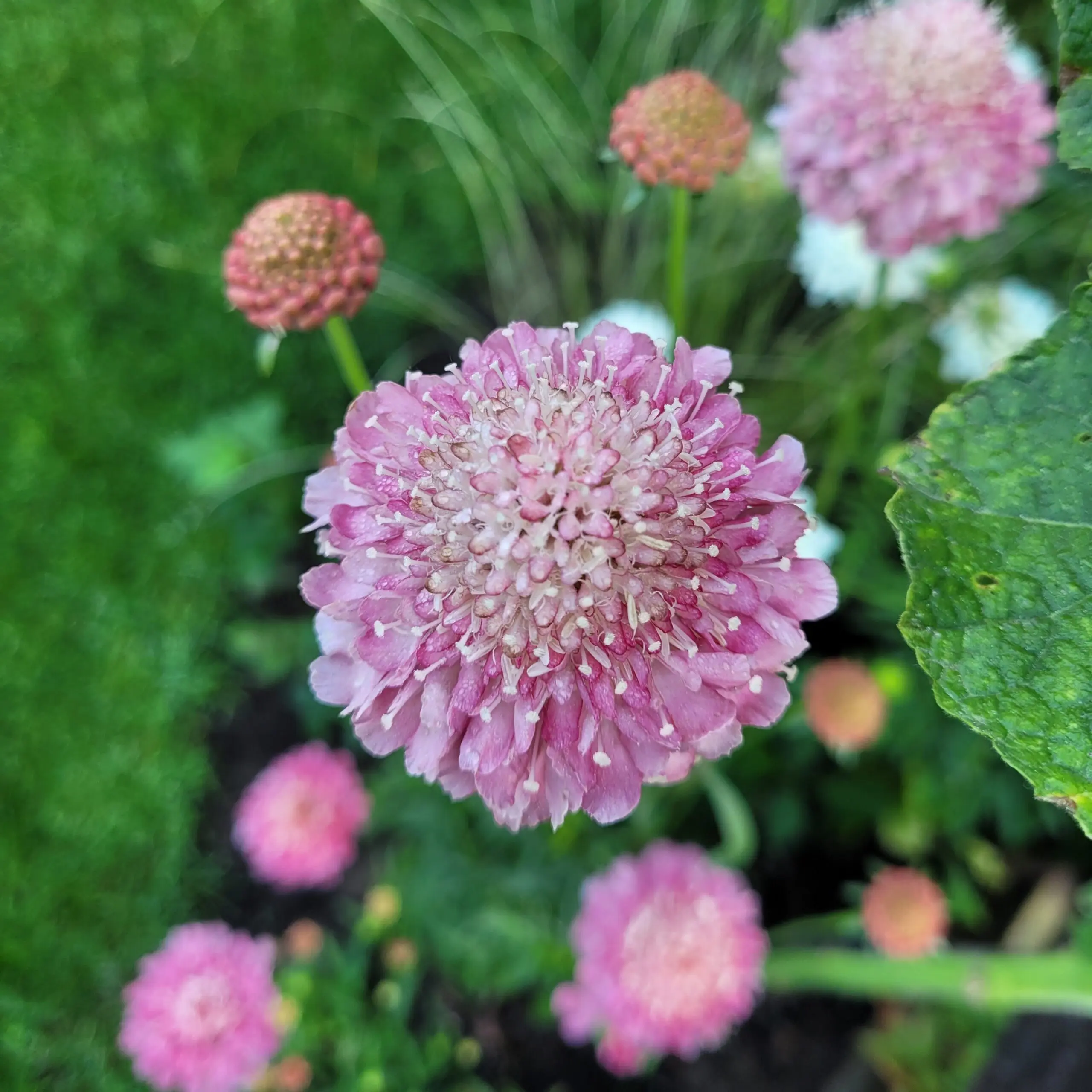 Driakiew Salmon Queen (Holland Flowers) - obrazek 2